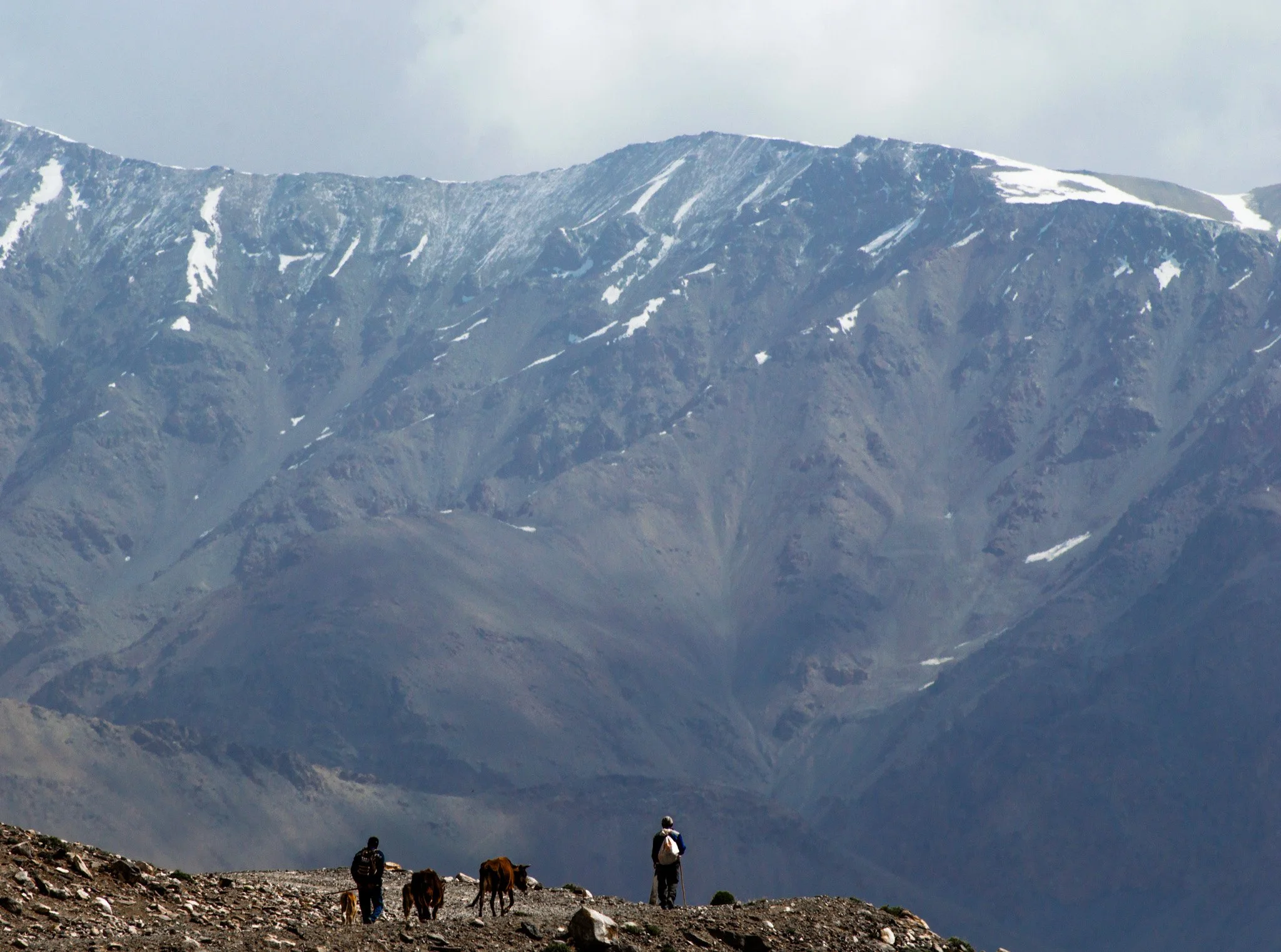 Pamirs_Taj_cow_figure_13_06_2023.jpg