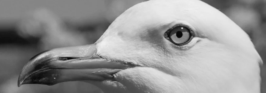 Seagull_close_up_05_2019.jpg