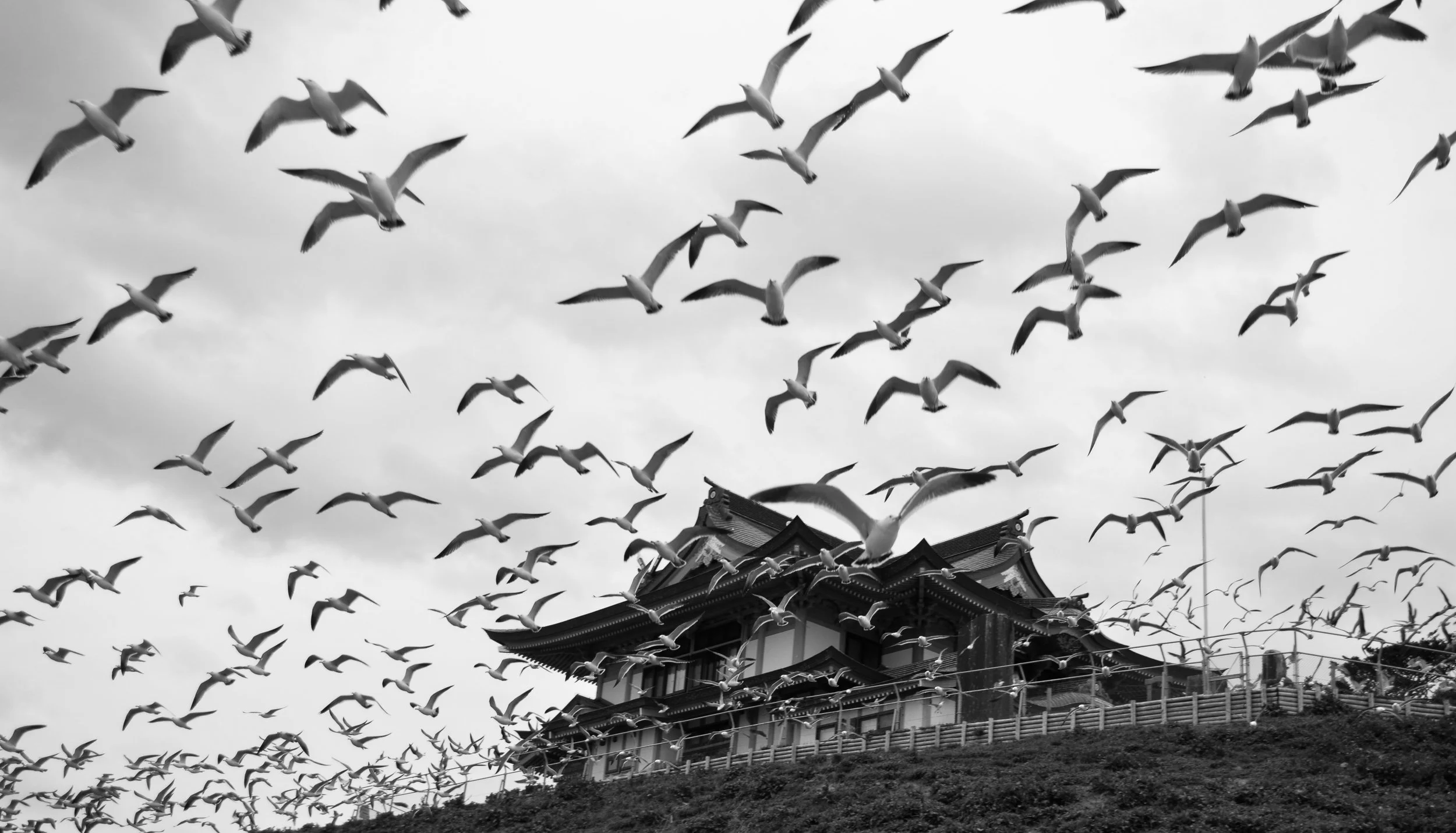 Seagulls_over_Kabushima_shrine_04_2021.jpg