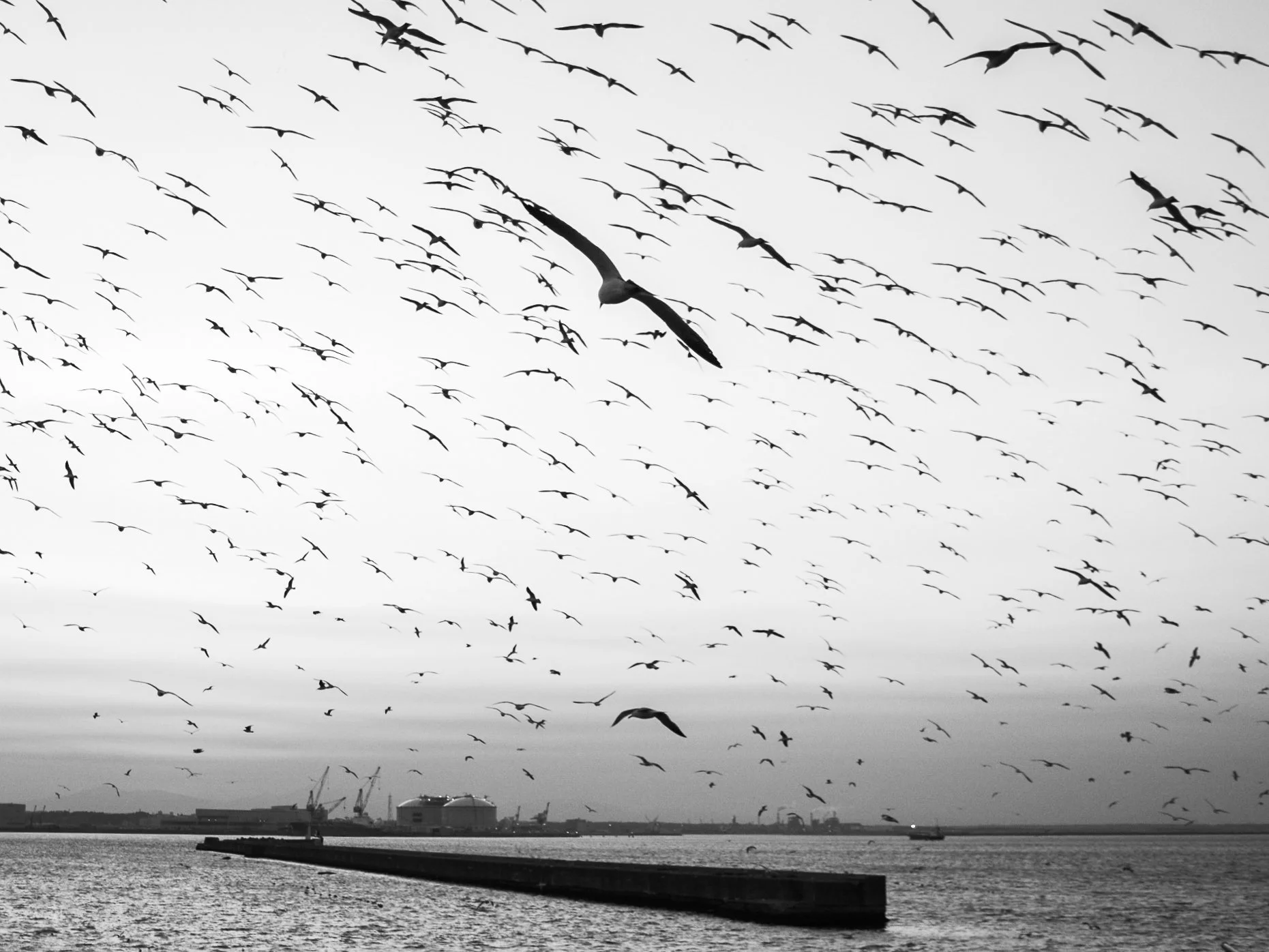 Kabushima_many_seaguls_04_2019.jpg
