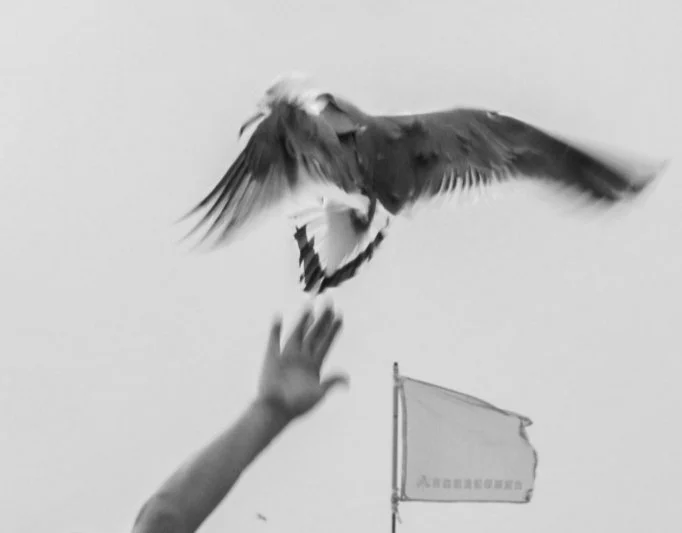 Kabushima_seagull_attack_11_2018.jpg
