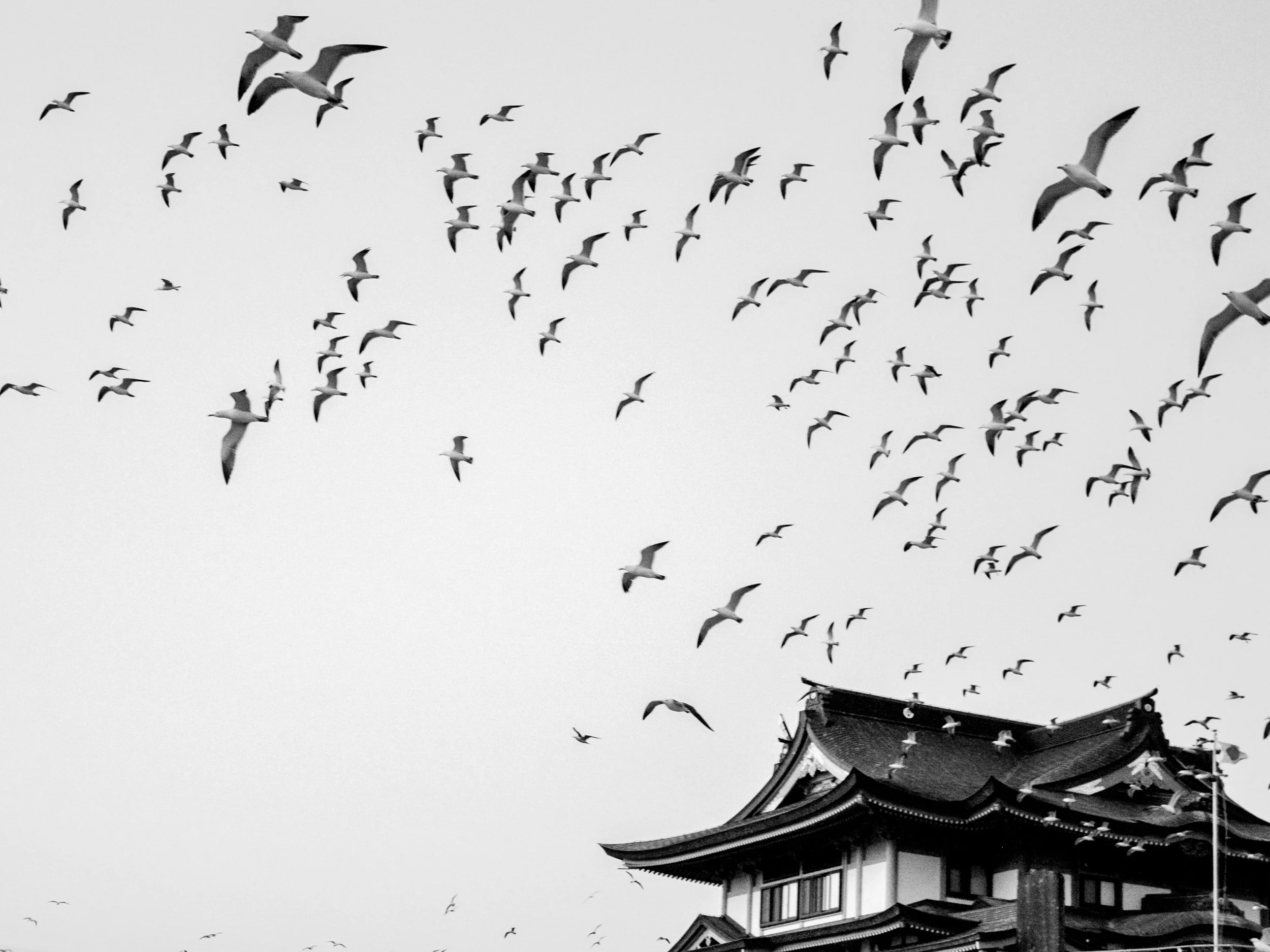 Kabushima_seagulls_03_2019.jpg