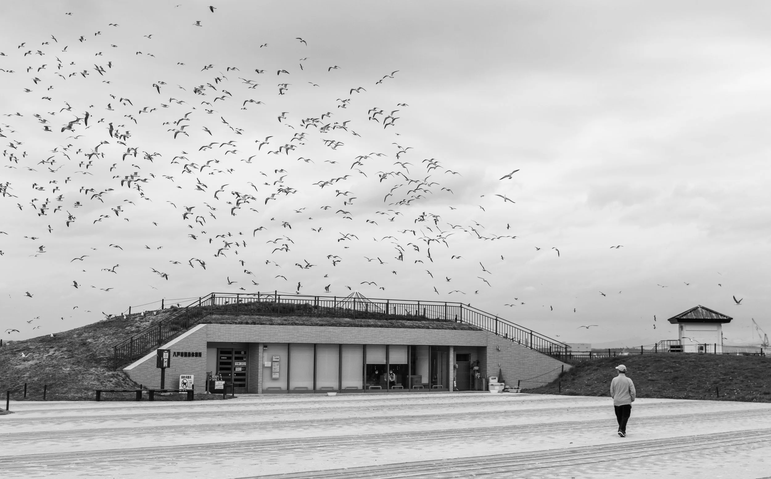 Kabushima_seagullls_man_04_2020 (14).jpg