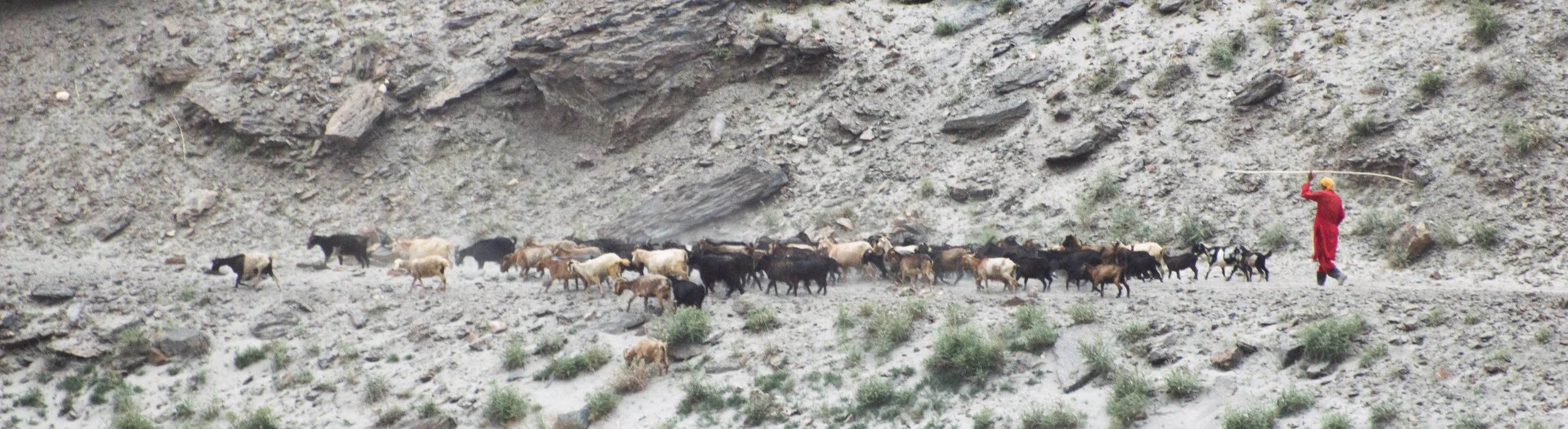Taj_Afghan_shepherd_red_11_06_2023.jpg