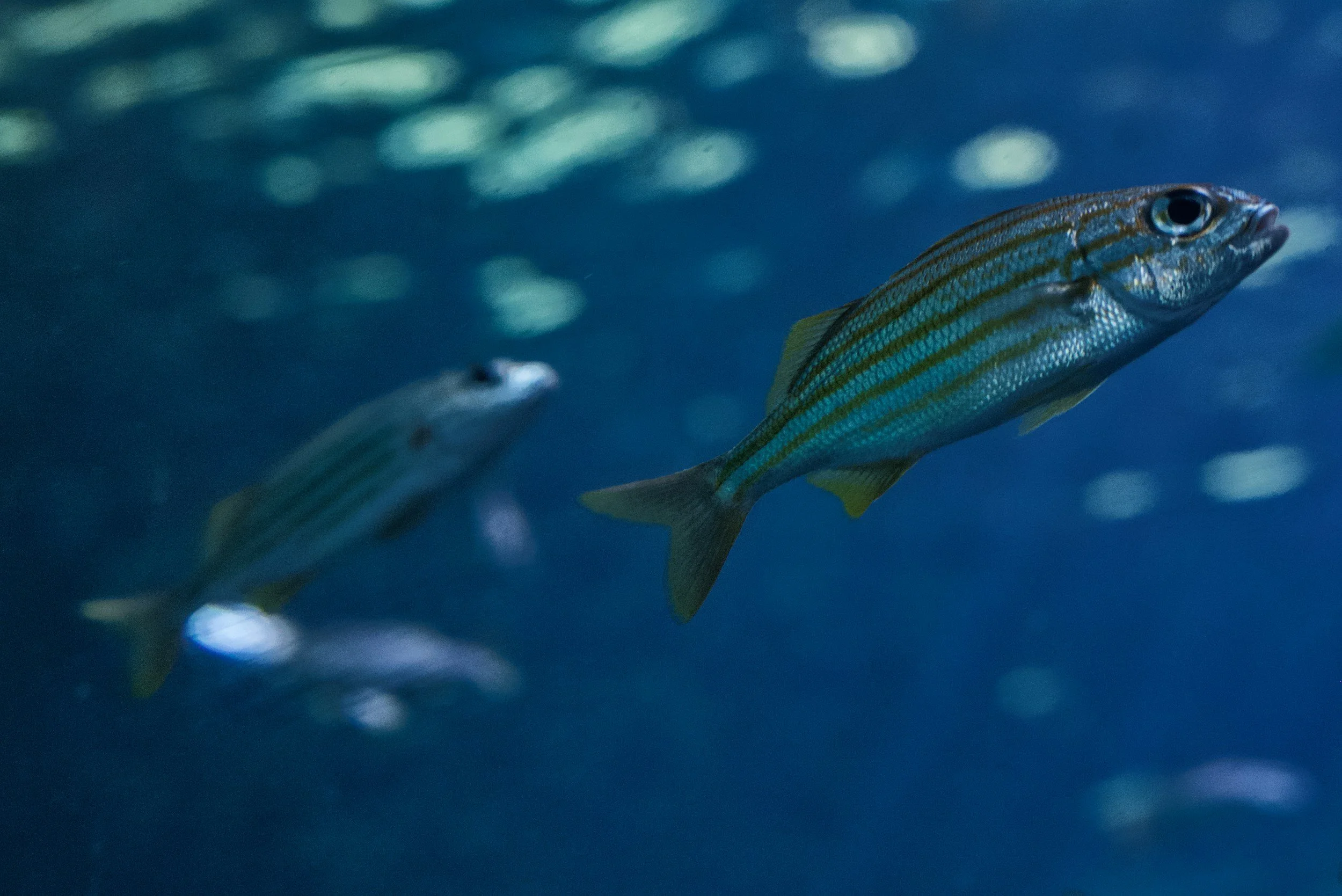Zebrafish swimming together