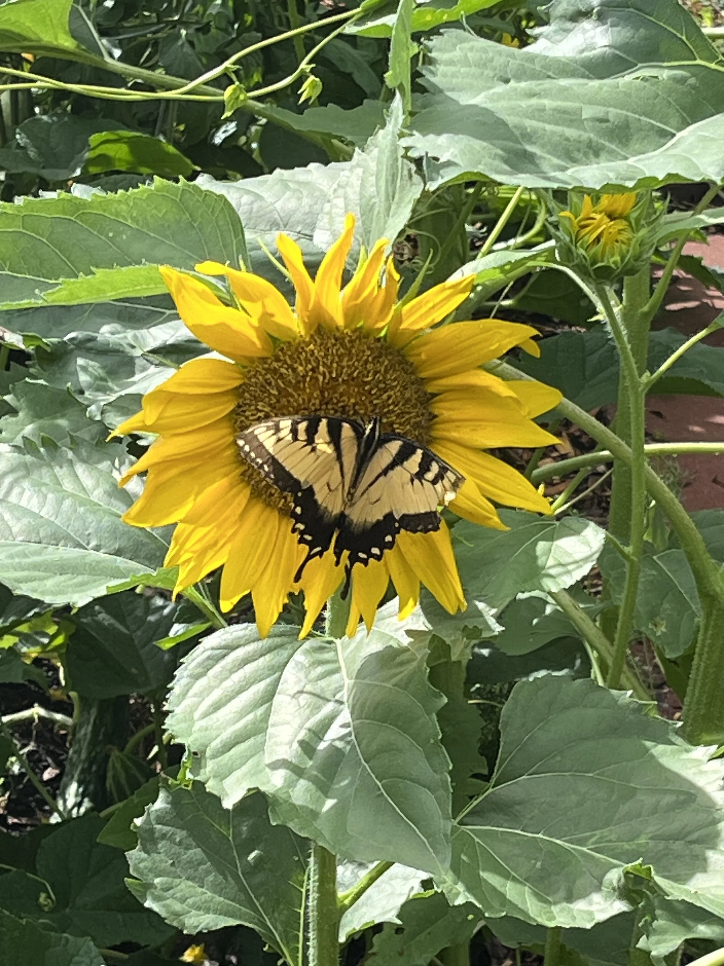 Community Garden