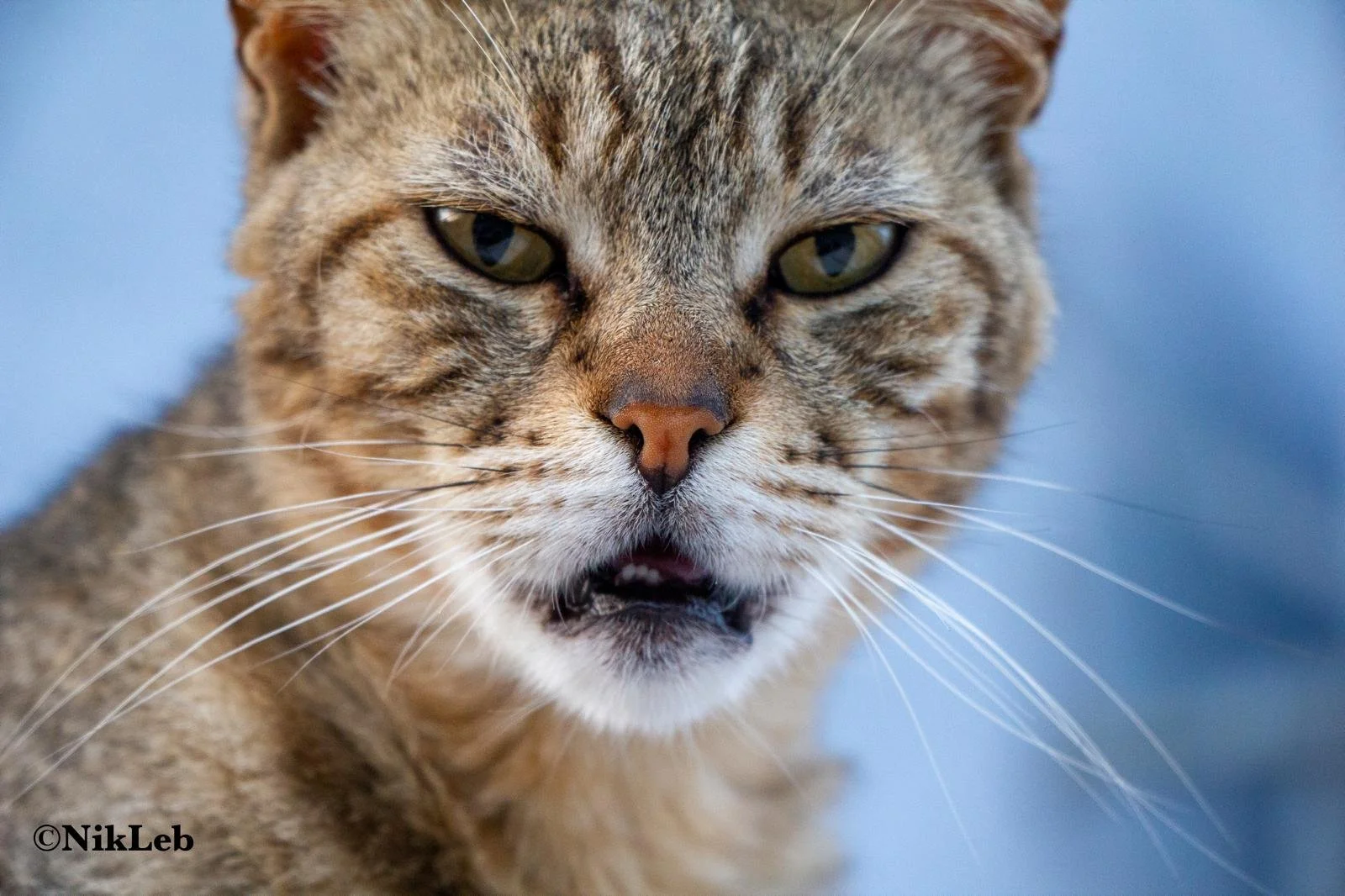 Majestic Feline Portrait Print
