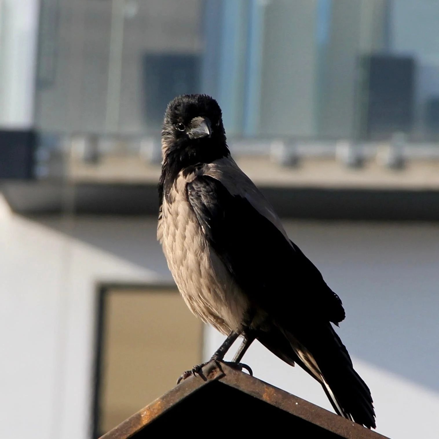 a smart bird.jpeg
