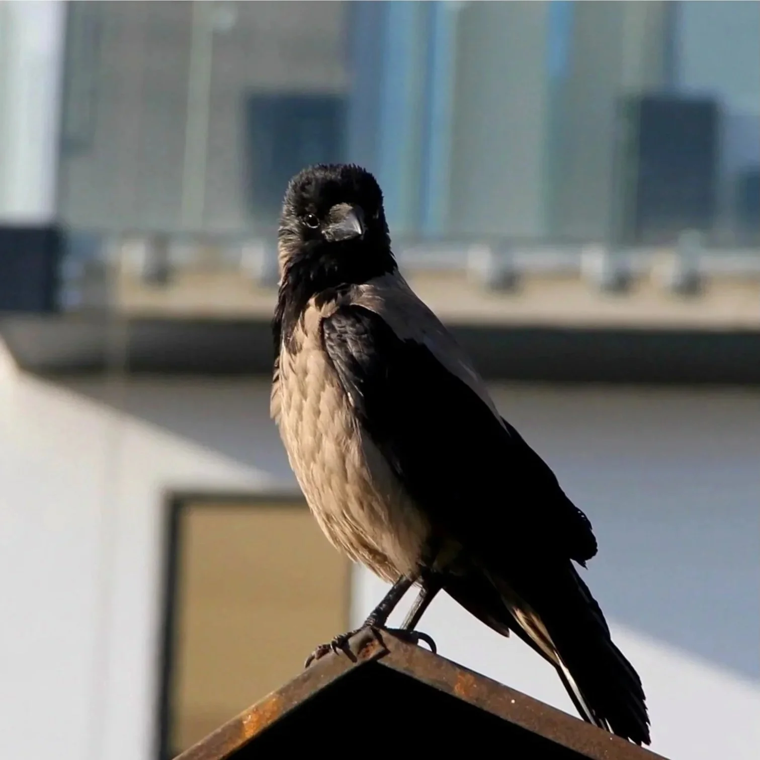 A bird with black and beige feathers perched on a ledge inside a building with blurred background