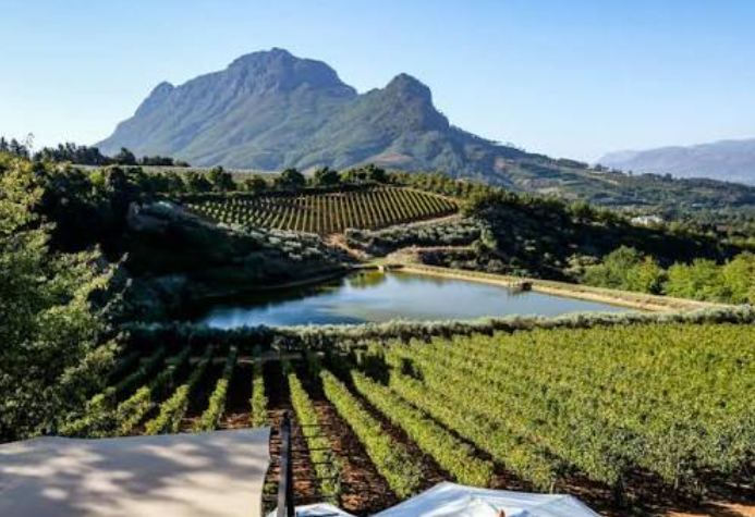 Wine Tours