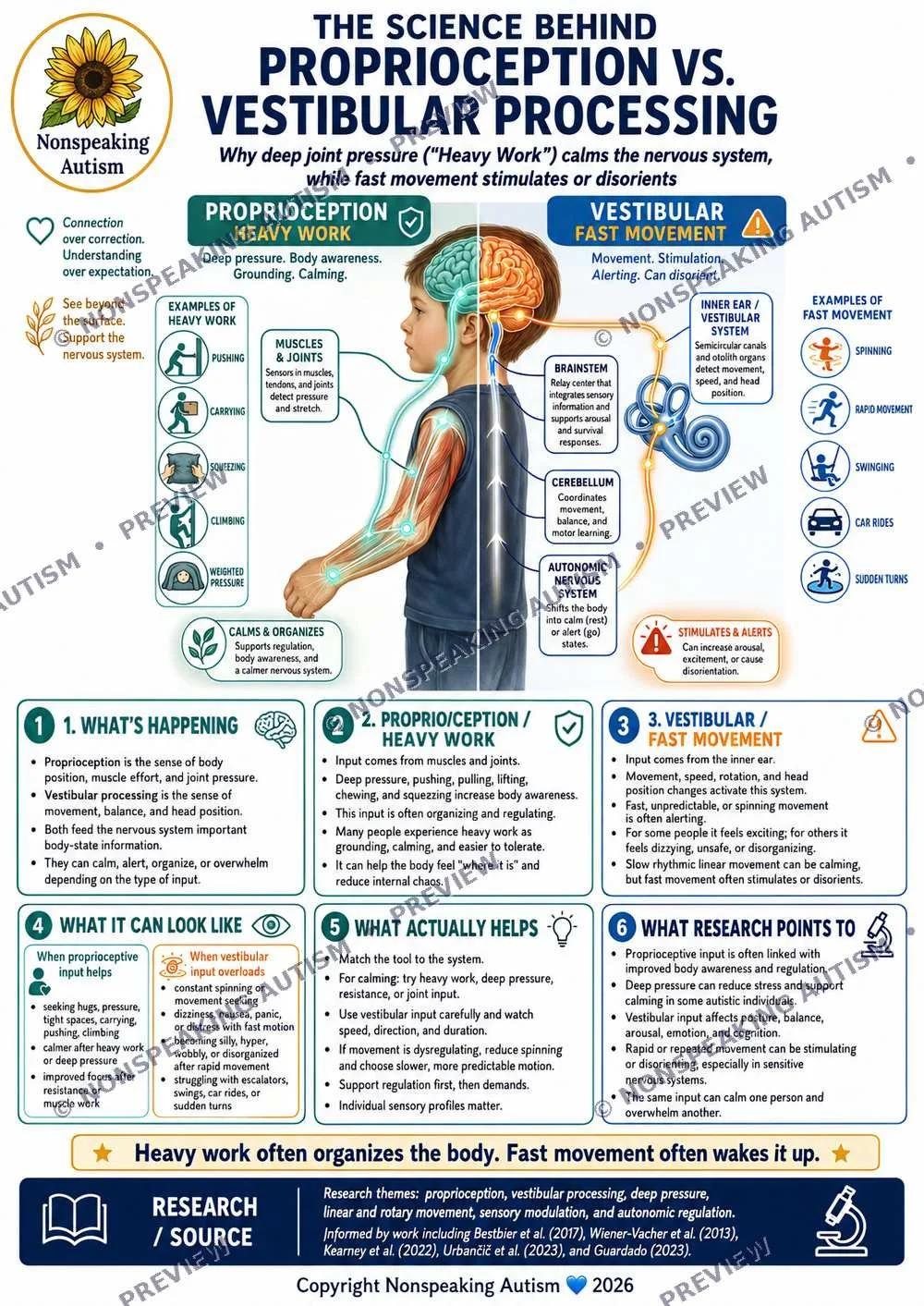 An educational infographic explaining the science behind proprioception versus vestibular processing in the context of non-speaking autism. It features a side view of a child with diagrams highlighting the brain's role in heavy work (proprioception) 
