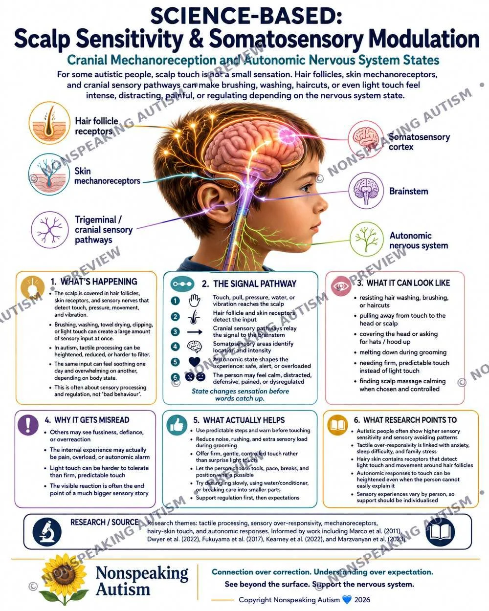 Infographic explaining science-based scalp sensitivity and somatosensory modulation, including cranial mechanoreception and autonomic nervous system, with illustrations of the brain, scalp, and sensory pathways.