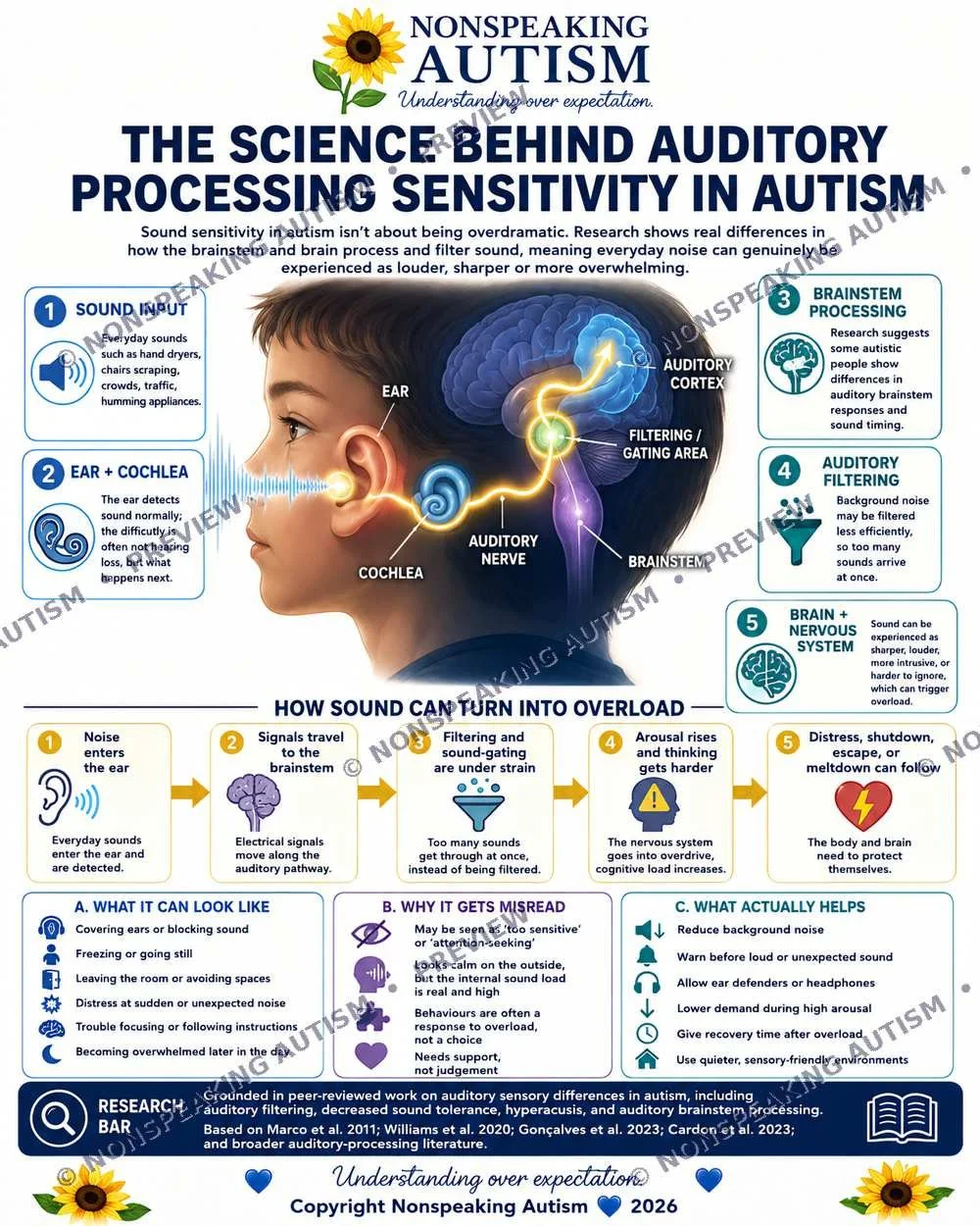 An infographic about how sound processing sensitivity affects autism. It details the science of auditory system response, including sound input, ear and cochlea detection, brainstem processing, auditory filtering, and the nervous system. It explains 