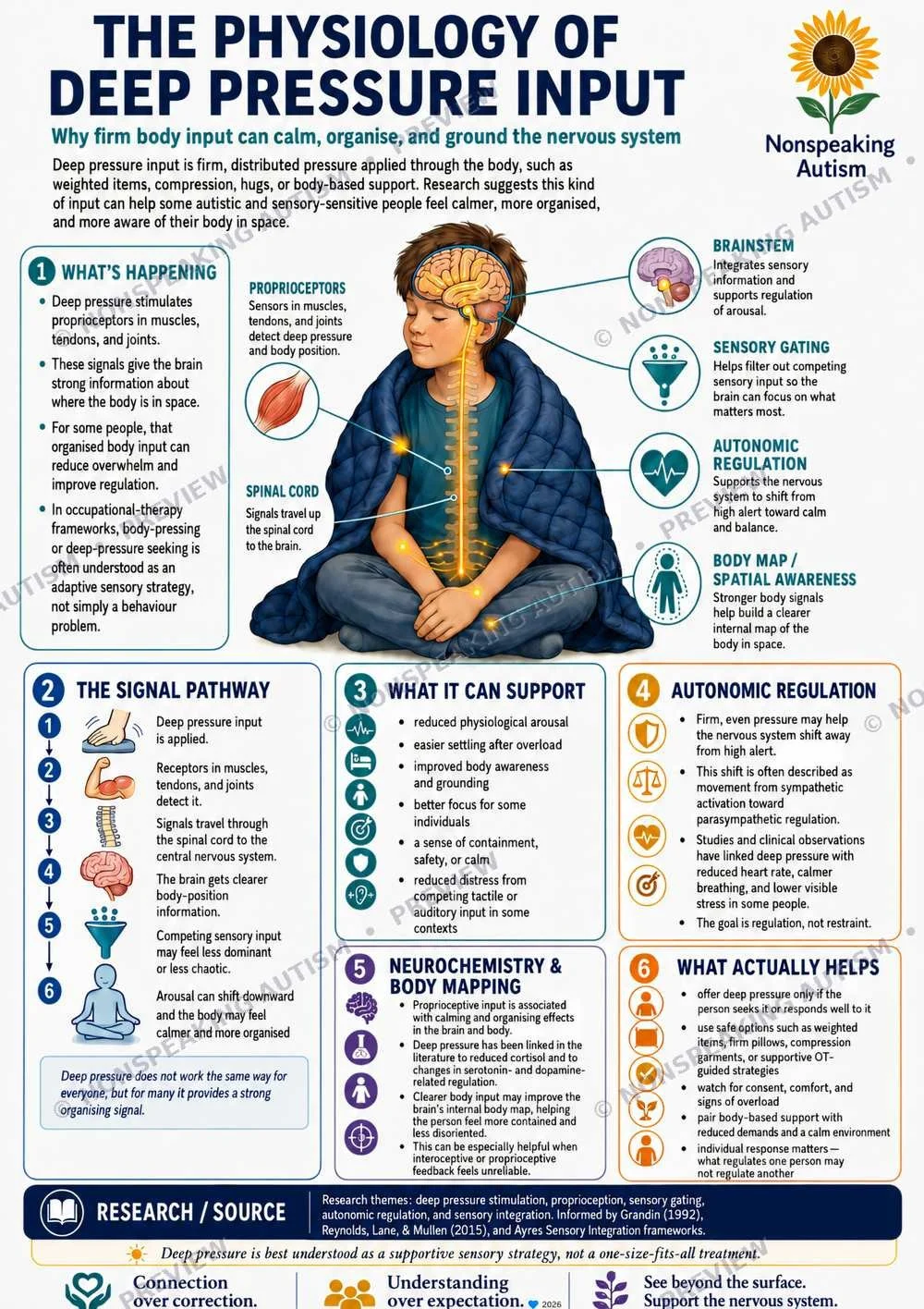 An infographic explaining the physiology of deep pressure input and how it helps calm the nervous system, with sections on the brainstem, sensory gating, autonomic regulation, body map, neural chemistry, and supportive strategies, featuring a child m