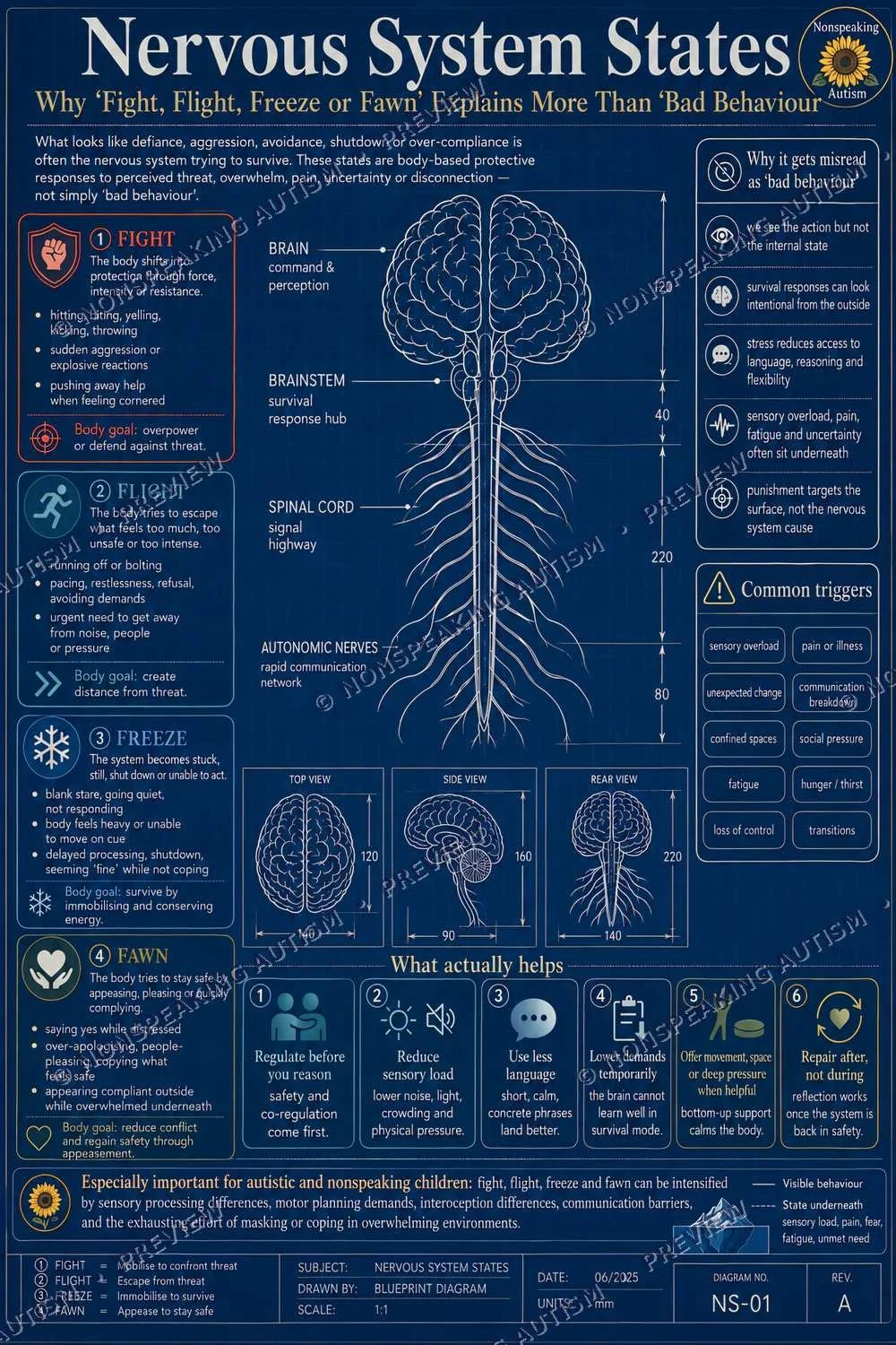 A diagram explaining the different states of the nervous system in humans, including fight, flight, freeze, and fawn responses, with details about each state and what helps reduce stress.