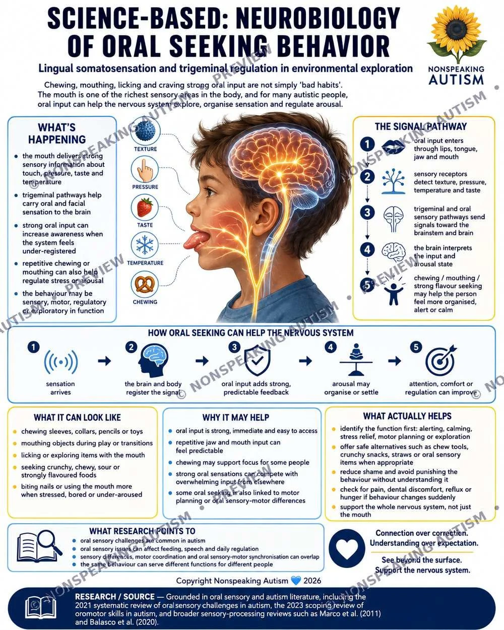 Infographic about neurobiology of oral seeking behavior in autism. Shows brain diagram, sensory pathways, and how oral input affects the nervous system. Highlights sensory functions such as texture, pressure, taste, temperature, and chewing.