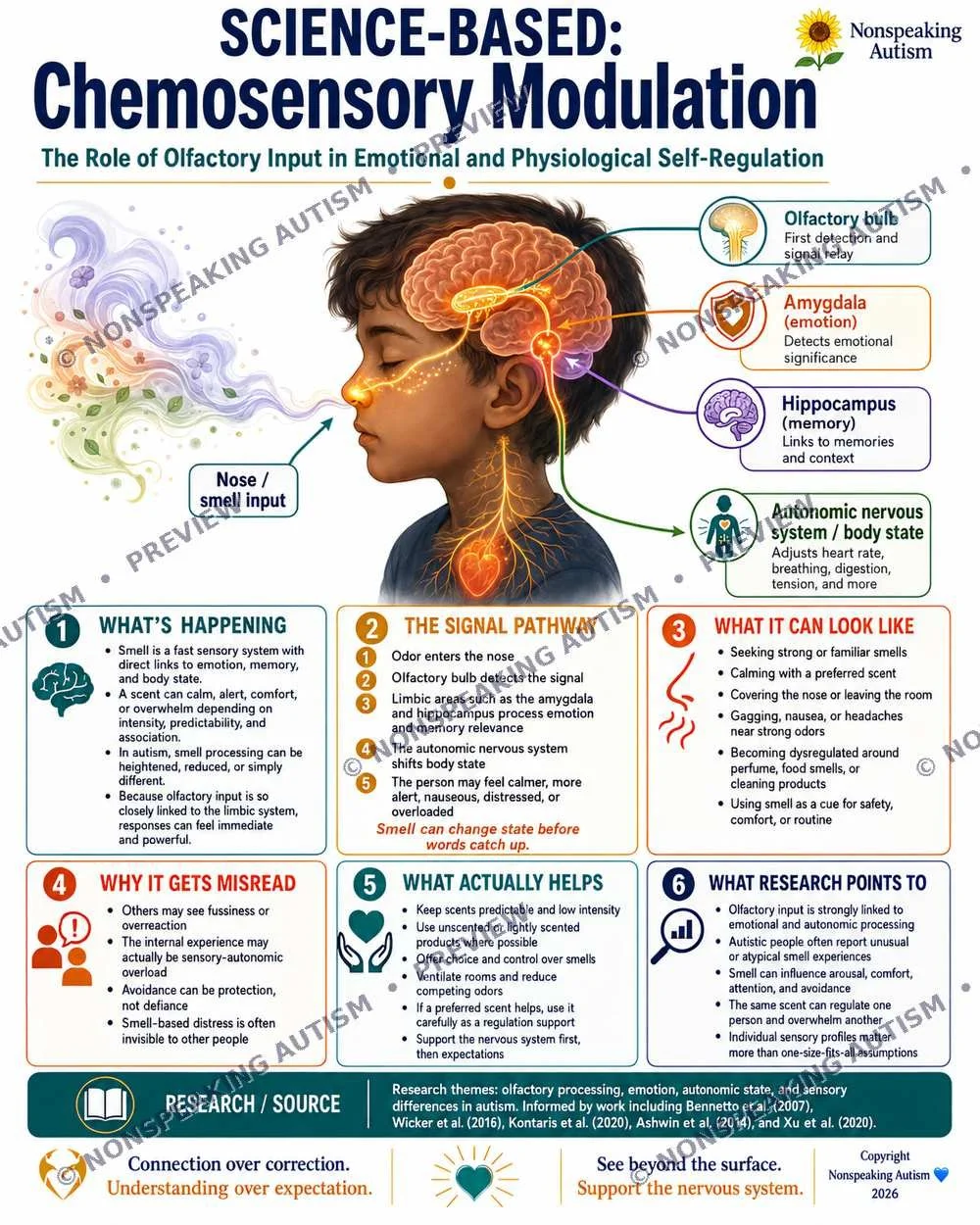 An infographic about science-based chemosensory modulation in autism, showing the nose or smell input, the neural pathways, and how olfactory input affects the brain and body, including the amygdala, hippocampus, and autonomic nervous system.