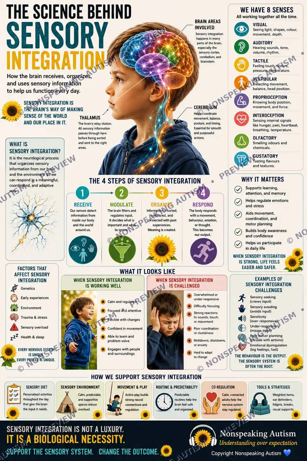 An educational infographic titled 'The Science Behind Sensory Integration' explaining how the brain processes sensory information through five senses and the importance of sensory integration for daily function.
