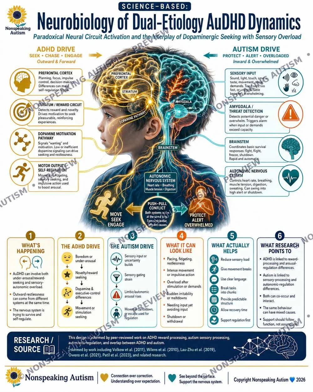 Infographic illustrating the neurobiology of dual-etiology ADHD and autism, highlighting brain regions and pathways involved, drives, and research points.