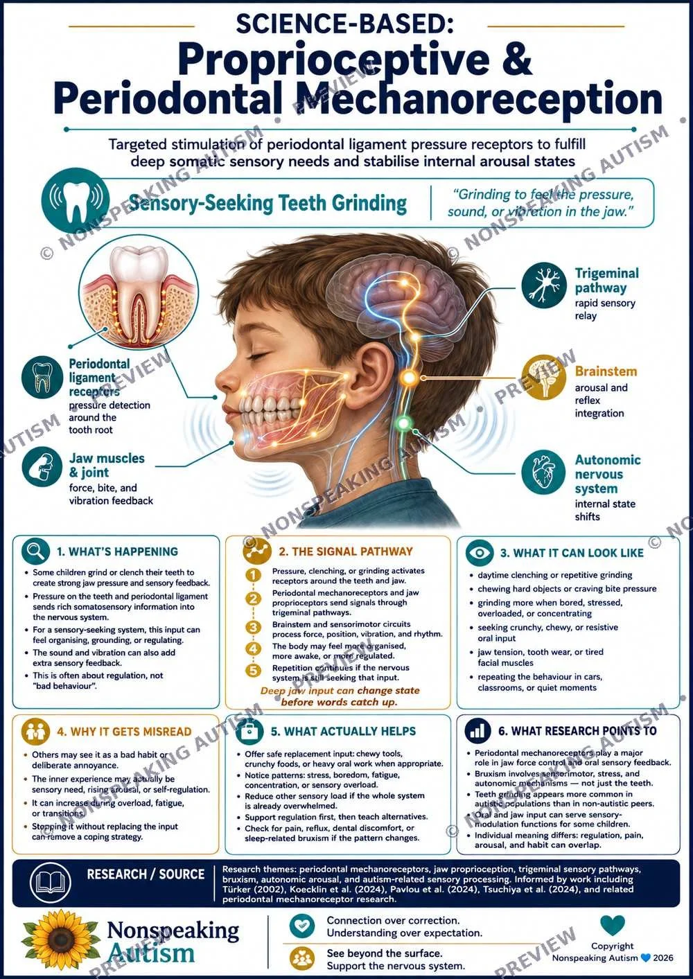 Infographic explaining science-based proprioceptive and periodontal mechanoreception, highlighting sensory-seeking teeth grinding in children, with illustrations of the tooth, jaw muscles, trigeminal pathway, brainstem, and autonomic nervous system.