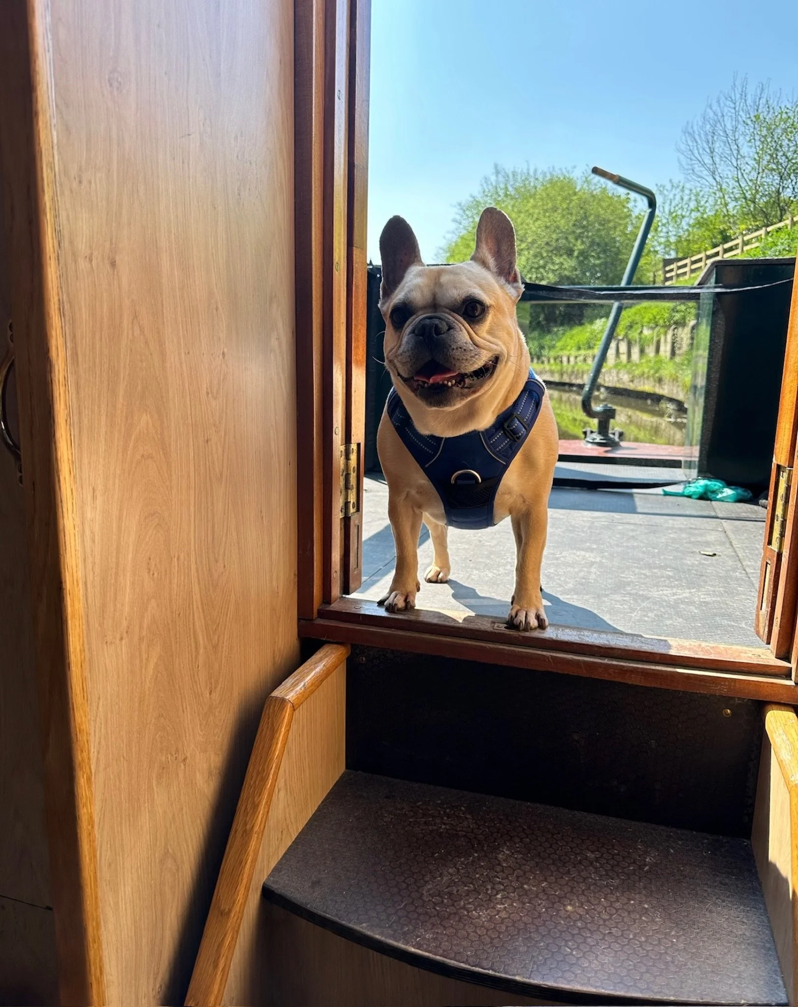 Happy French Bulldog in doorway