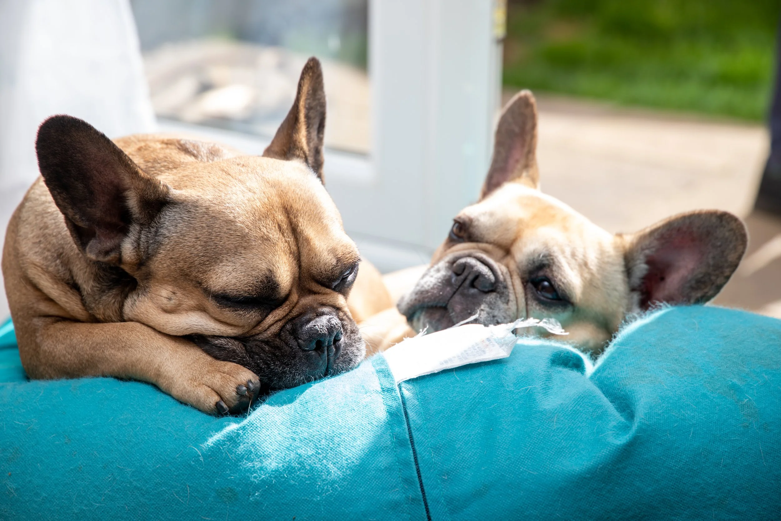Two French bulldogs sleeping on a turquoise beanbag