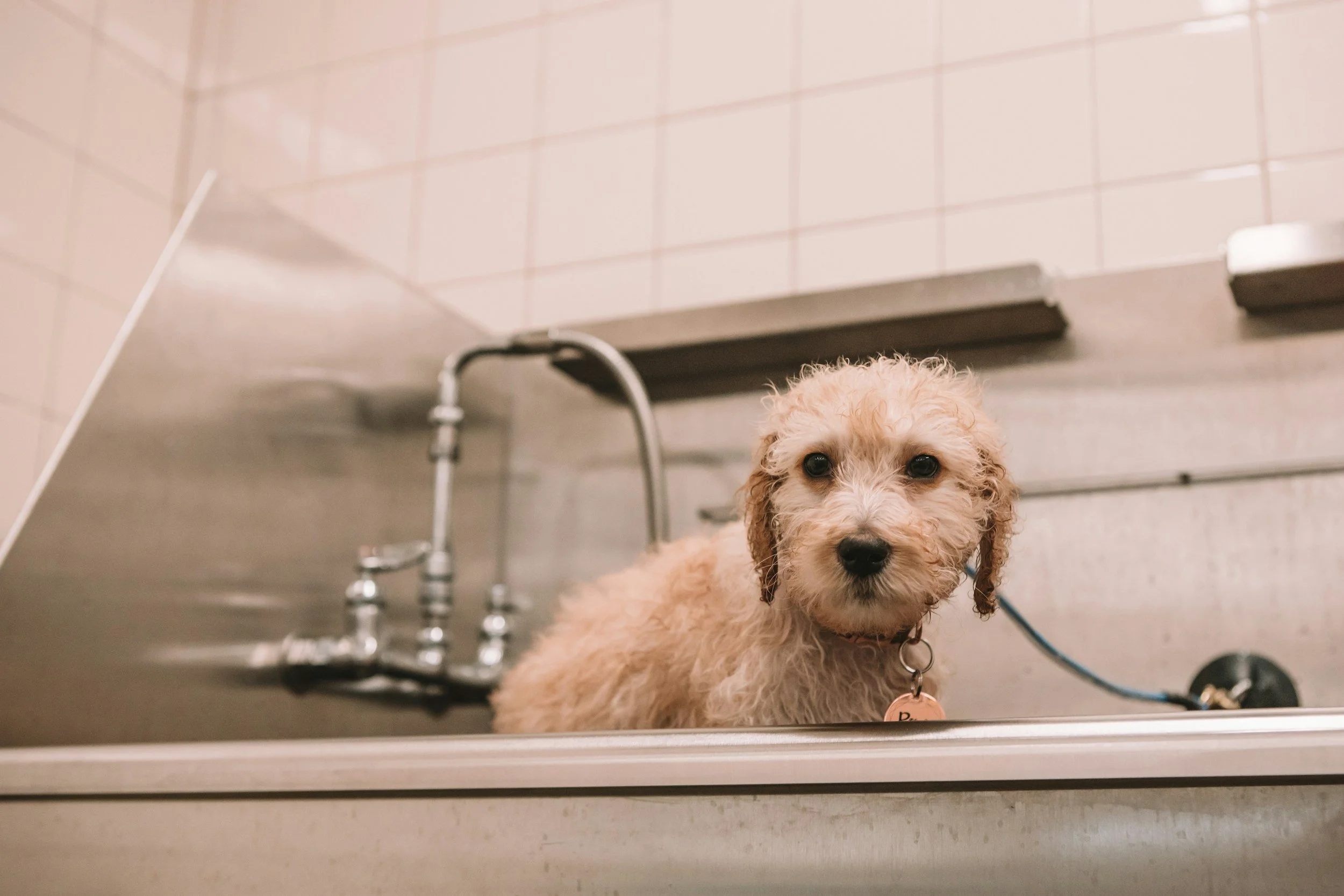 A small, curly-haired, tan-colored dog sitting in a stainless steel sink at a grooming station, looking directly at the camera.