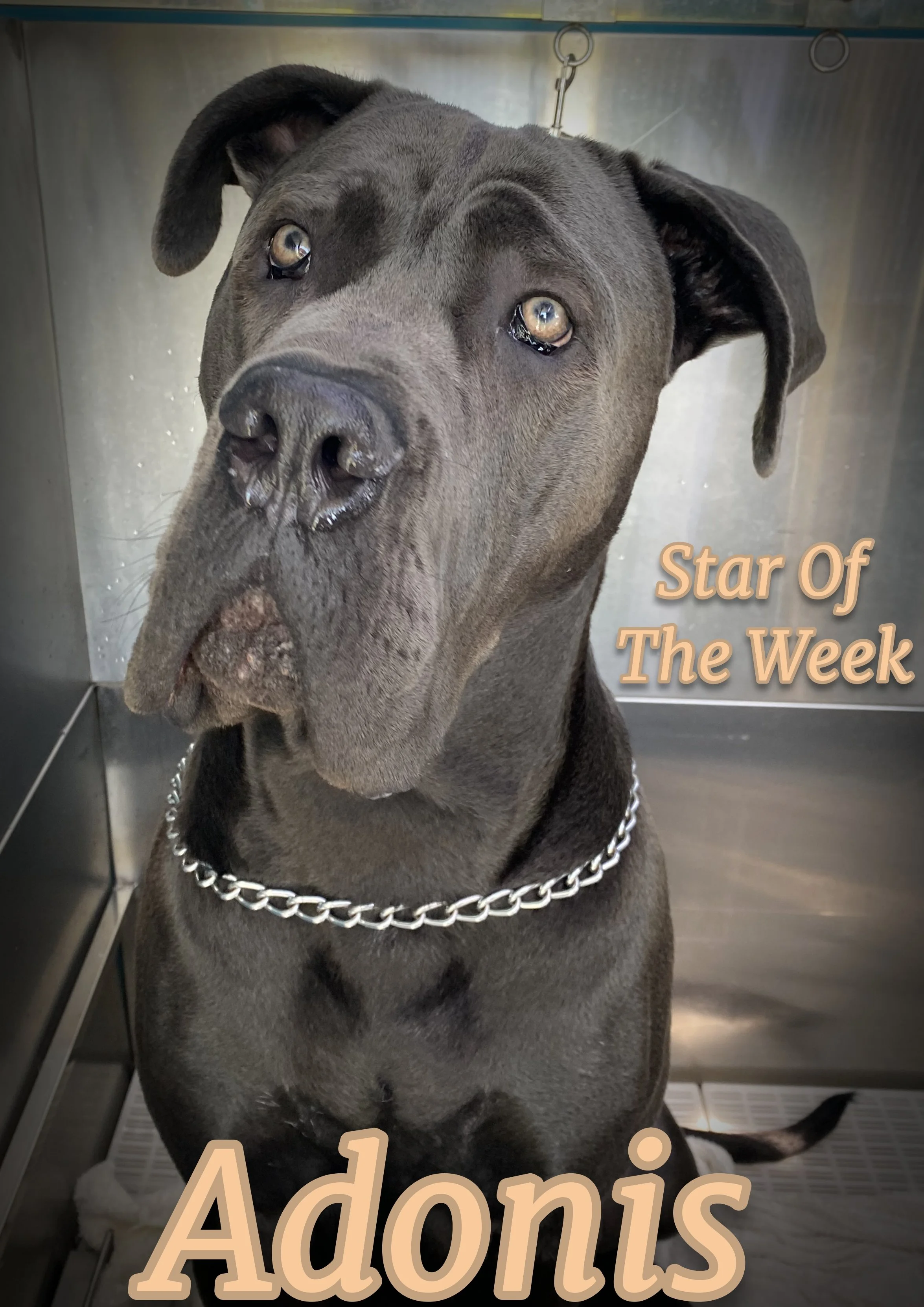 Sweet and Gentle! A beautiful boy!