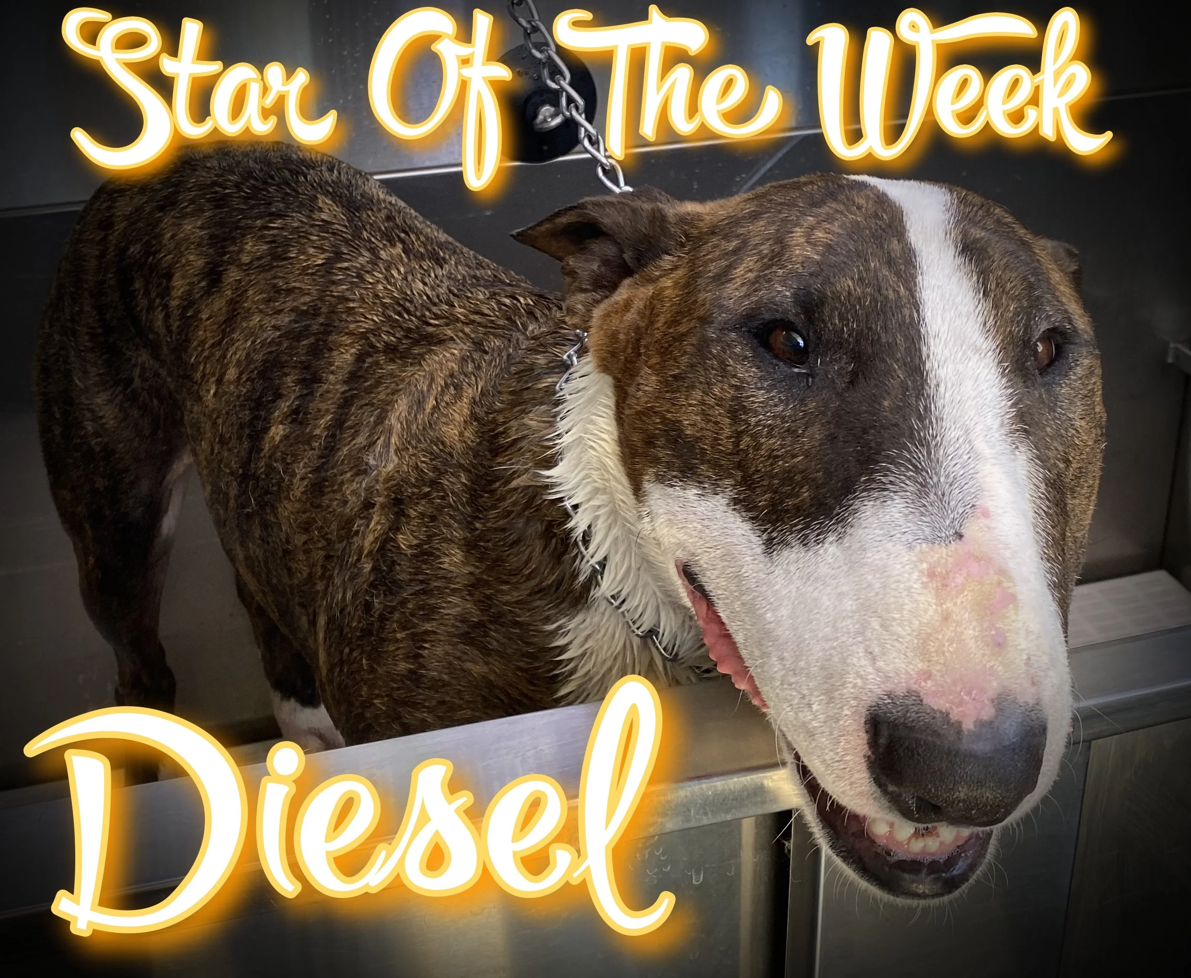 A stunning boy with a big heart and LOVES a paw massage!