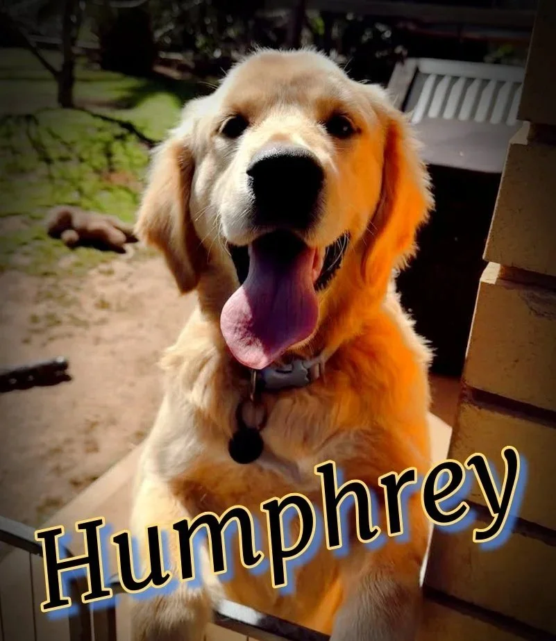 A happy golden retriever puppy with a happy expression, tongue out, sitting outdoors near a brick wall with the name Humphrey written at the bottom.