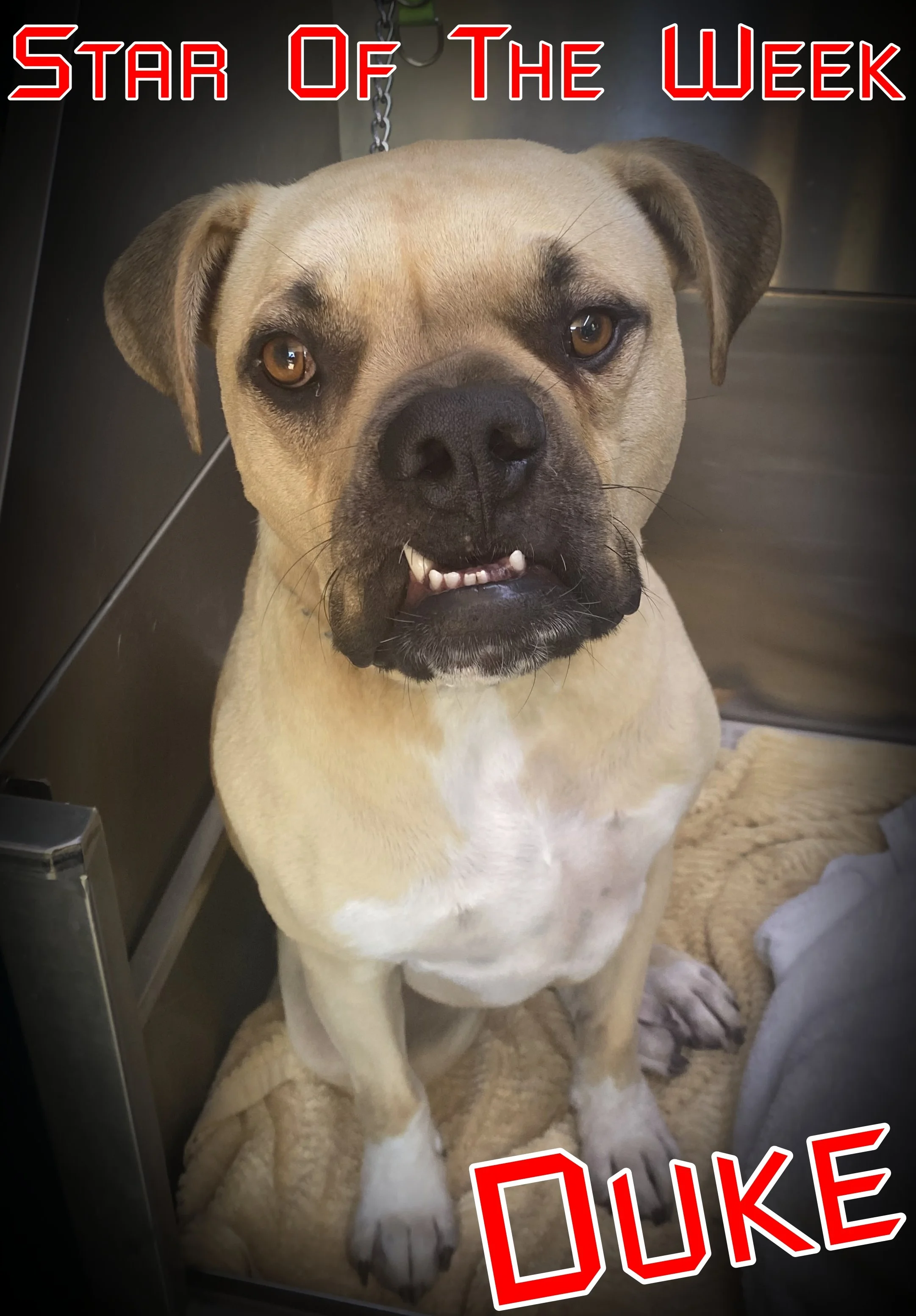 An absolute sweetheart with a heart of gold, and oh-so-handsome! 