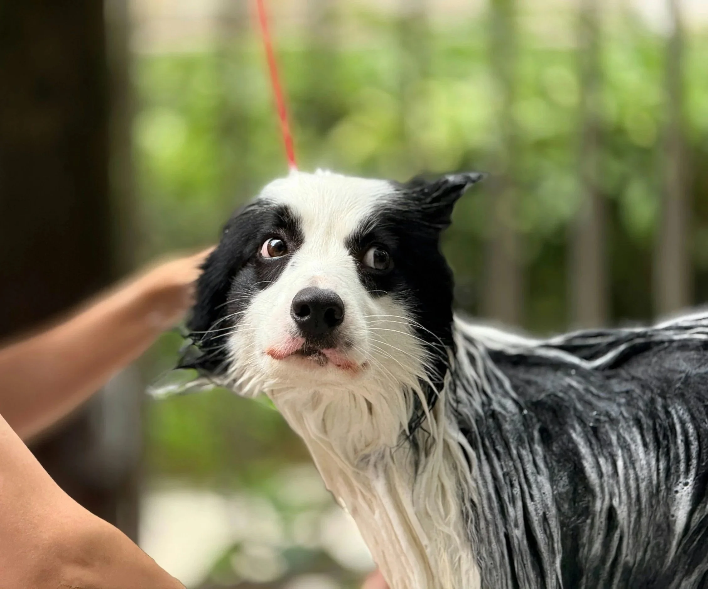 Close-up of a black and white dog with wet fur looking at the camera, with a person's arm in the foreground and a green, blurred outdoor background.