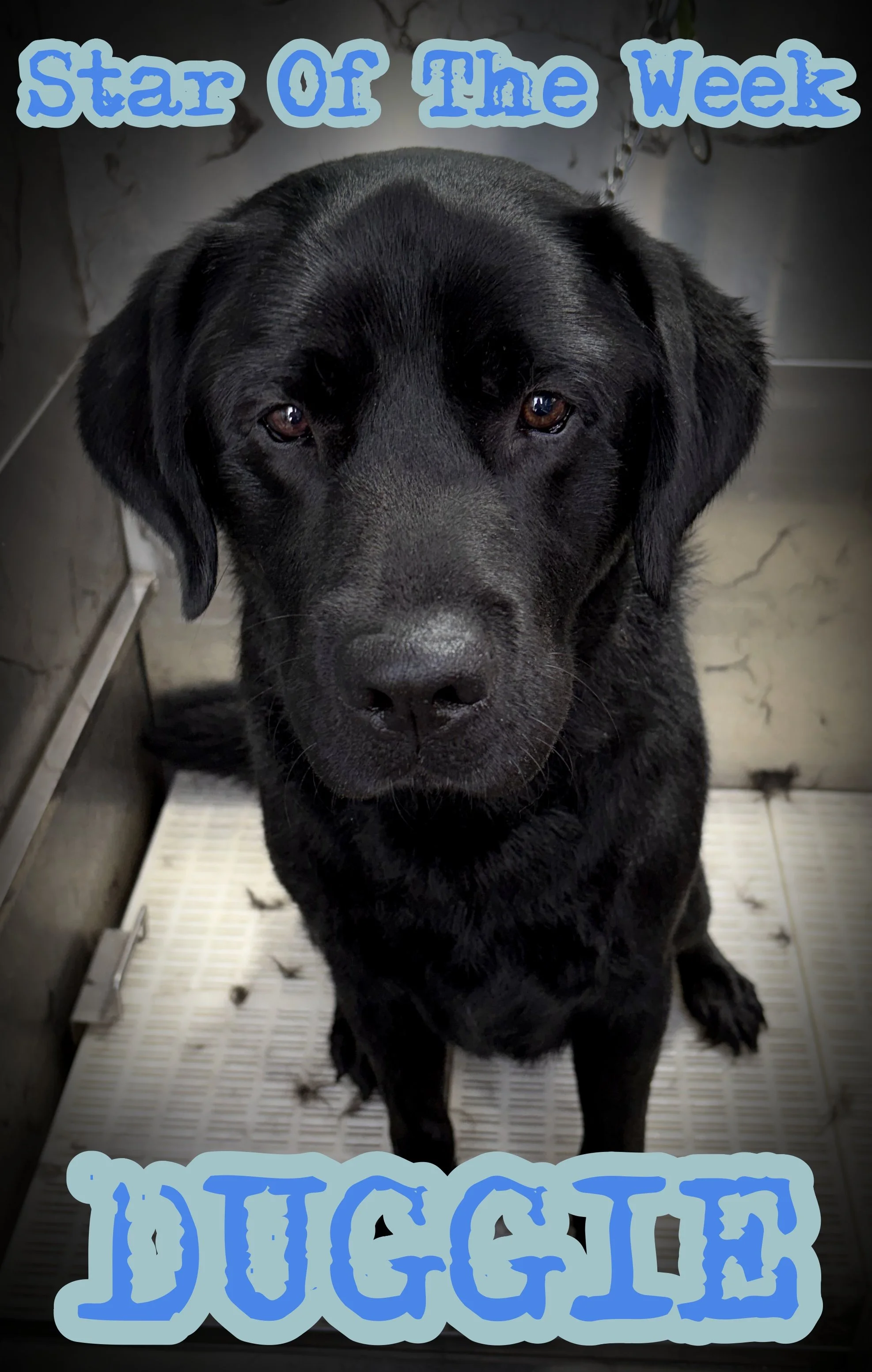 DUGGIE!! Honestly the sweetest boy!