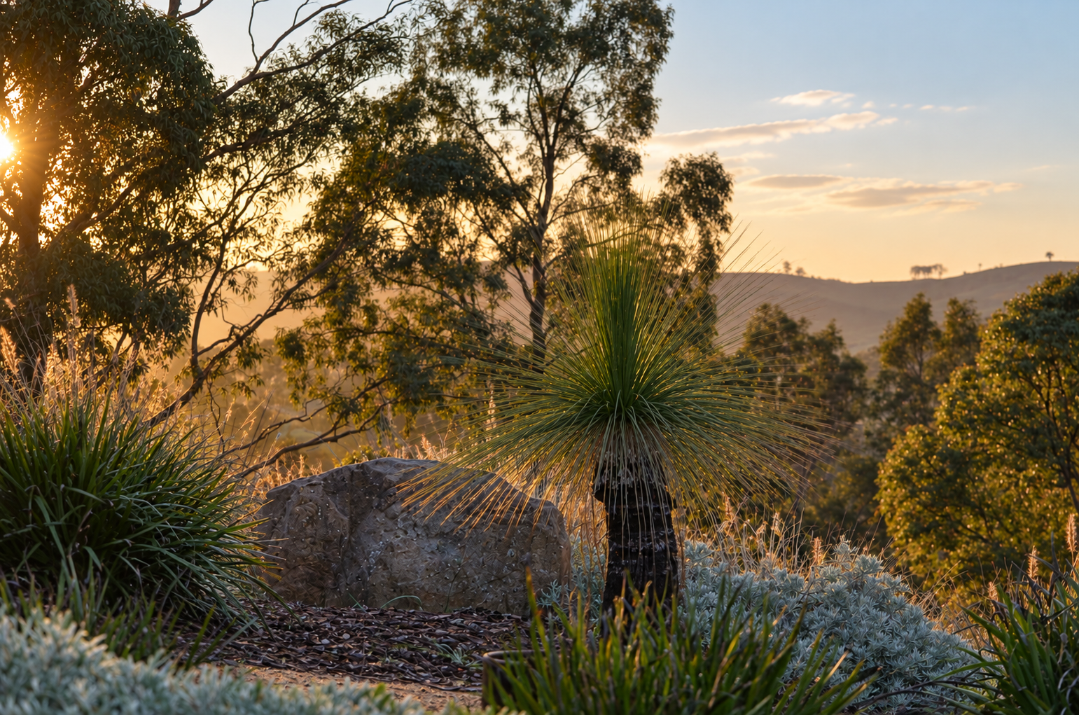 Naturalistic garden planting with architectural foliage and rocks at sunset