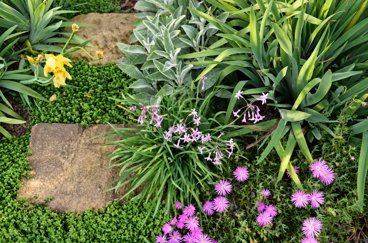 Layered green foliage and pink flowers in a naturalistic garden