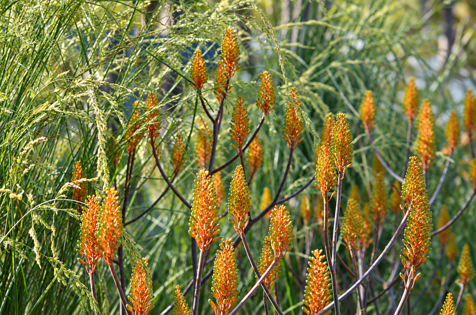 Textural foliage and flowering plants in a naturalistic garden