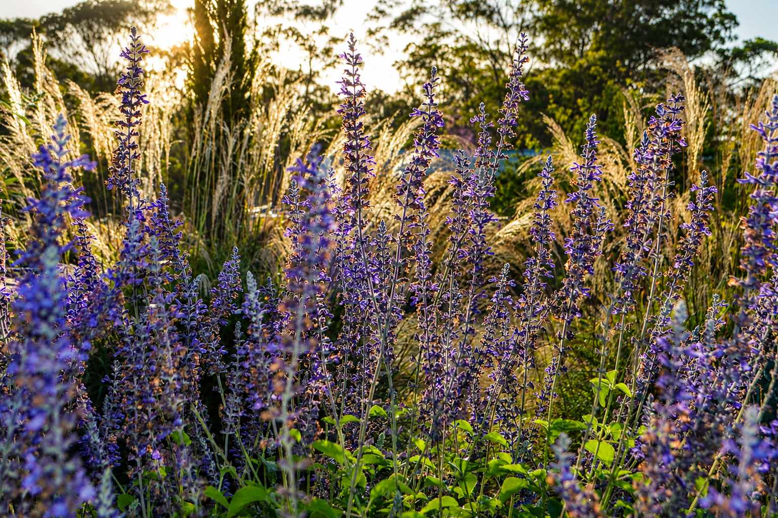 Purple flowering perennials and ornamental grasses glowing in the evening light