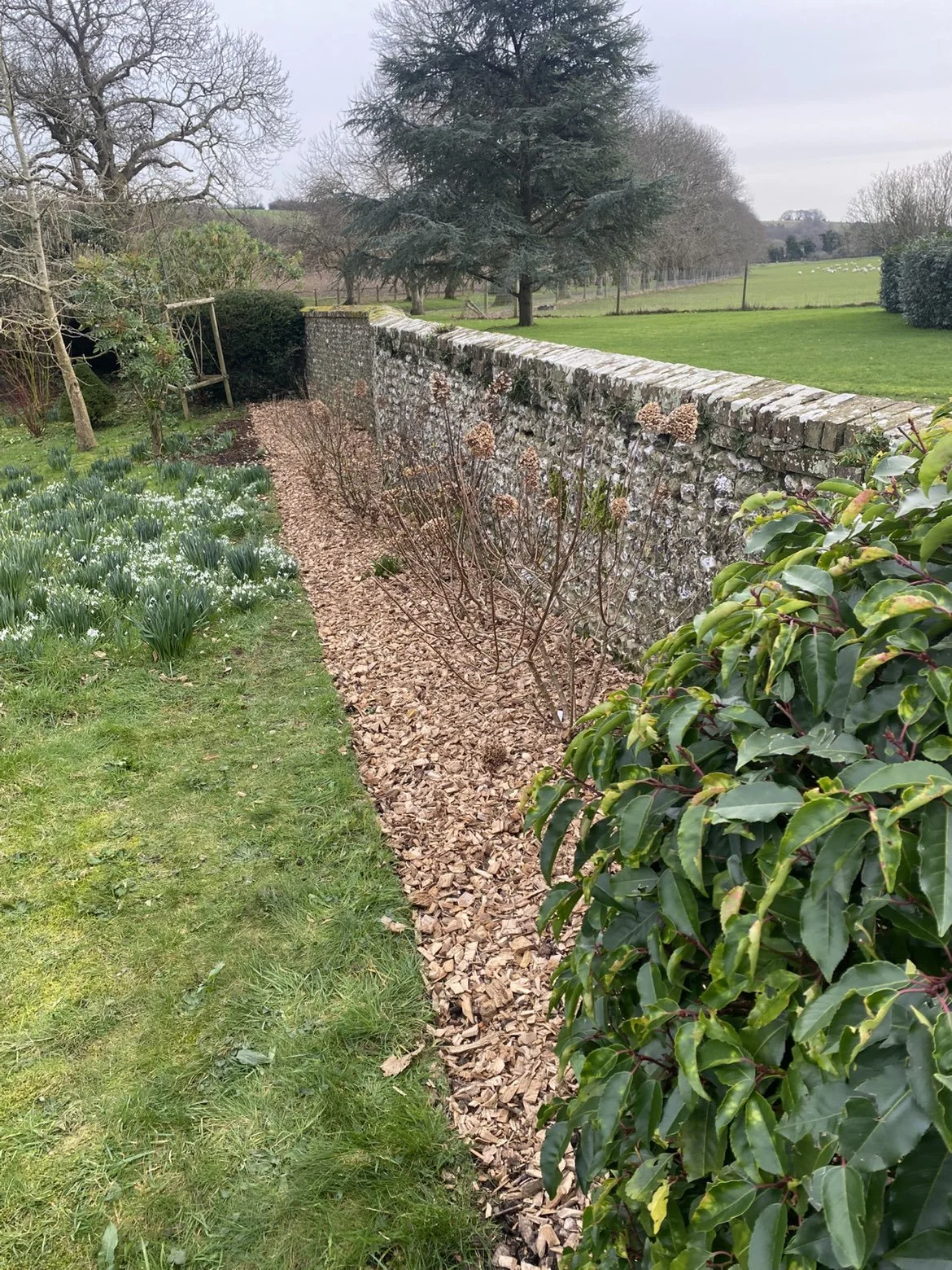 Garden with a stone wall, leafless shrubs, evergreen and deciduous trees, grassy lawn, and a flower bed with white flowers and green foliage.
