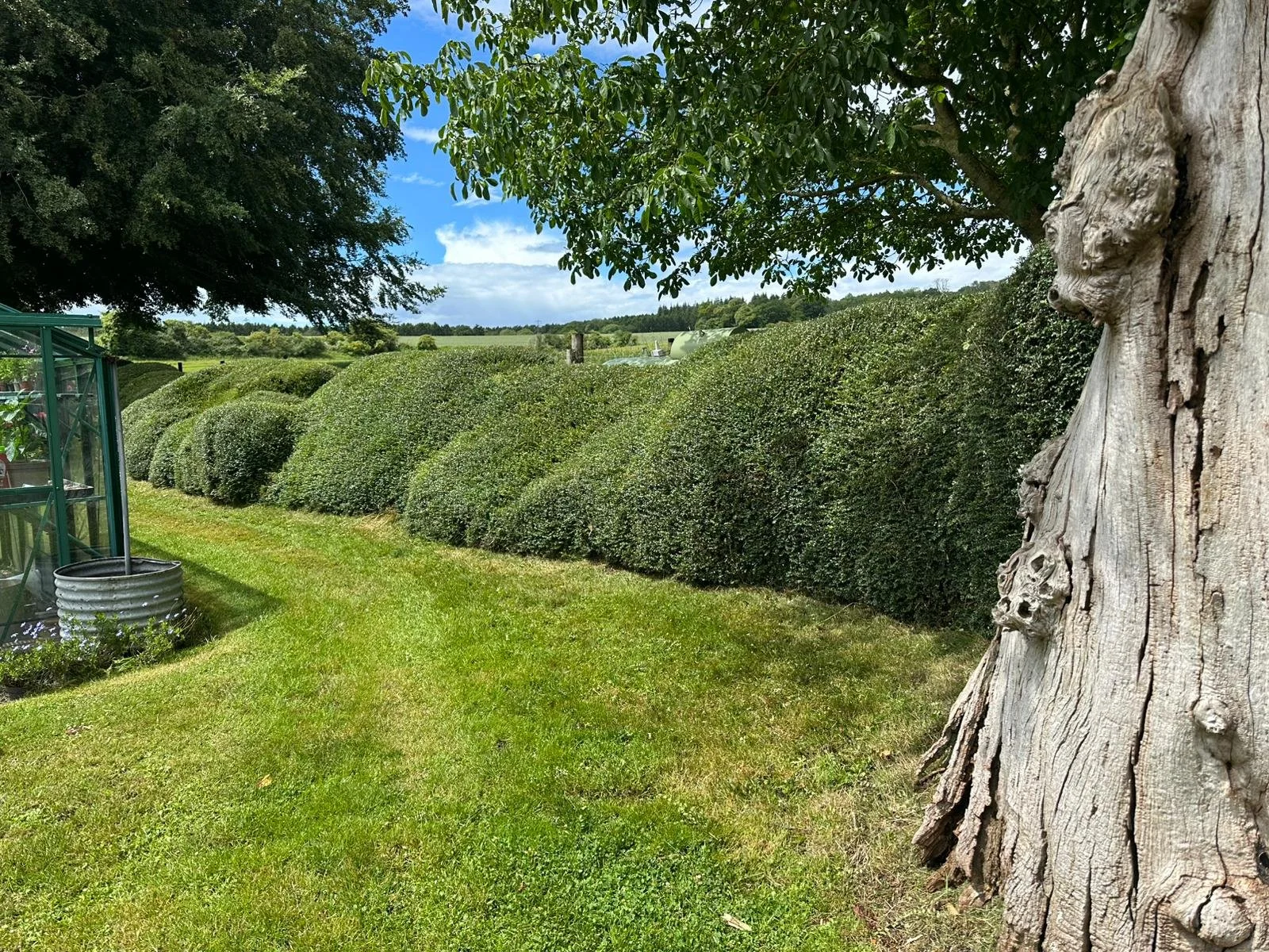 A backyard with well-maintained grass, a hedge of neatly trimmed bushes, and a large tree with textured bark. A clear greenhouse is visible on the left side, and there's an open field and partly cloudy blue sky in the background.