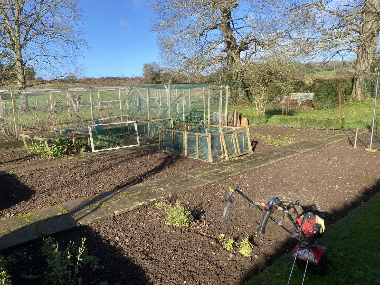 A garden with prepared soil beds, small plant seedlings, and gardening tools under a sunny sky with trees and a fence in the background.