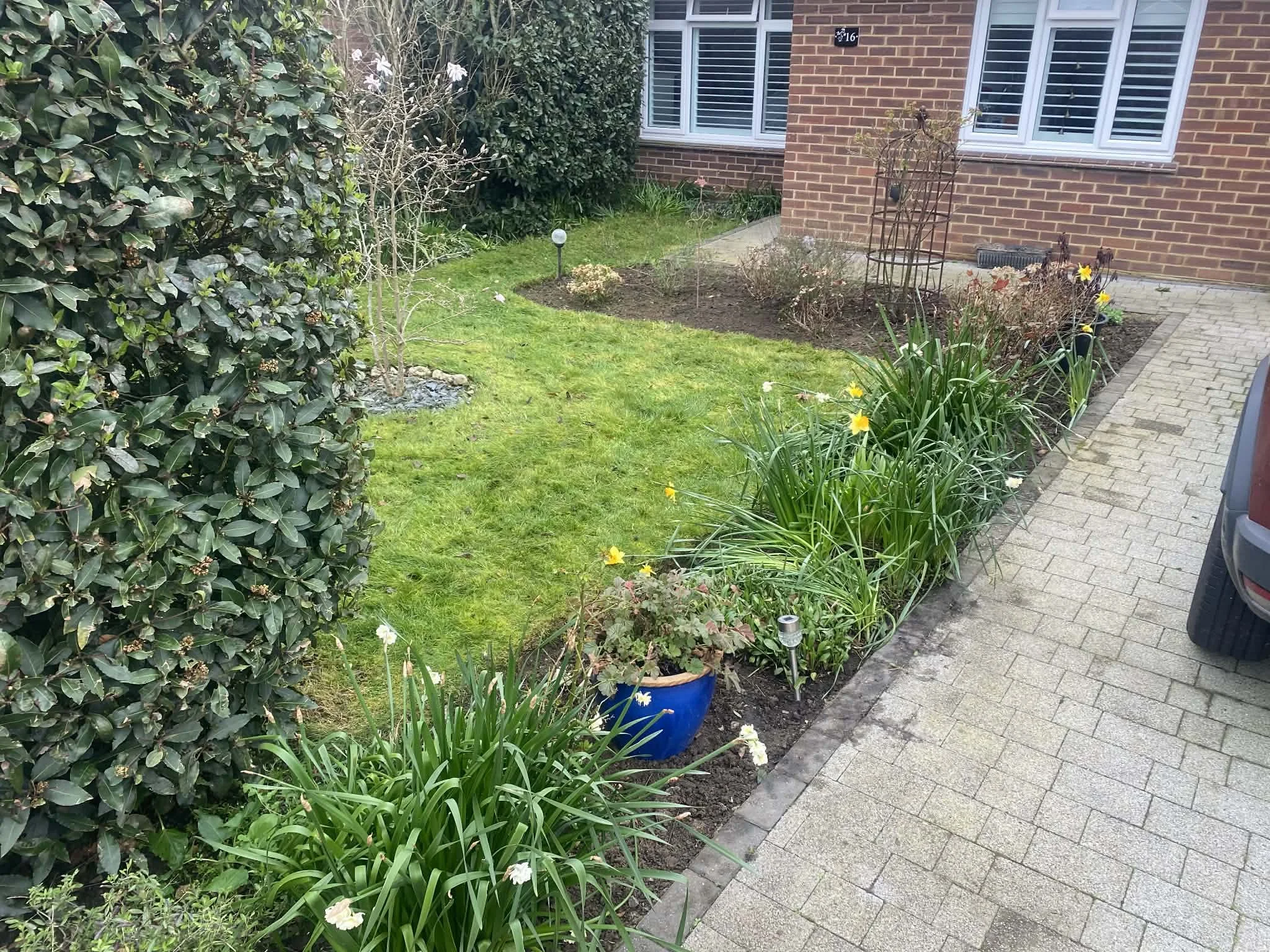 Front yard garden with green hedge on the left, a small tree with no leaves, yellow daffodils and other plants in a blue pot, a brick house with white windows and a paved pathway on the right.