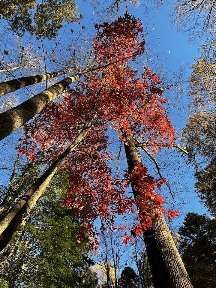 Autumn leaves