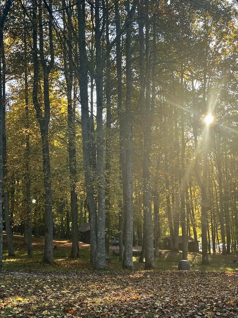 Sunlight streaming through tall trees along a gravel road in the North Carolina mountains
