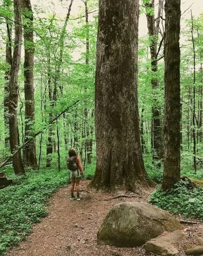 Hiker on a forest trail beside a giant old-growth tree at Joyce Kilmer Memorial Forest