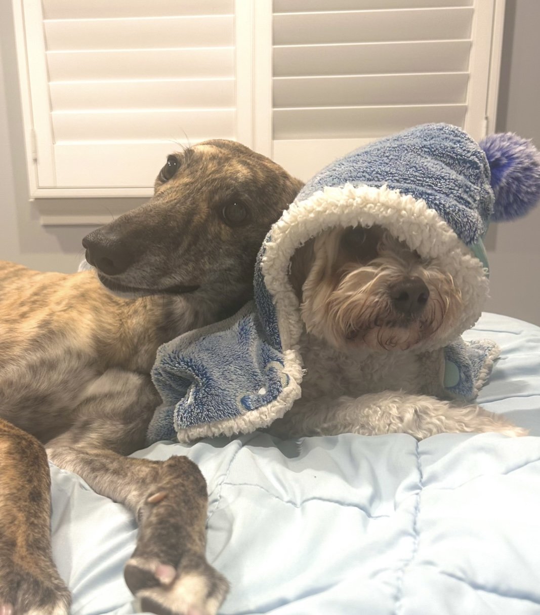 Two dogs lying on a bed, one wearing a cozy blue hoodie with a pom-pom and the other resting its head on the other dog's body, in front of white window shutters.