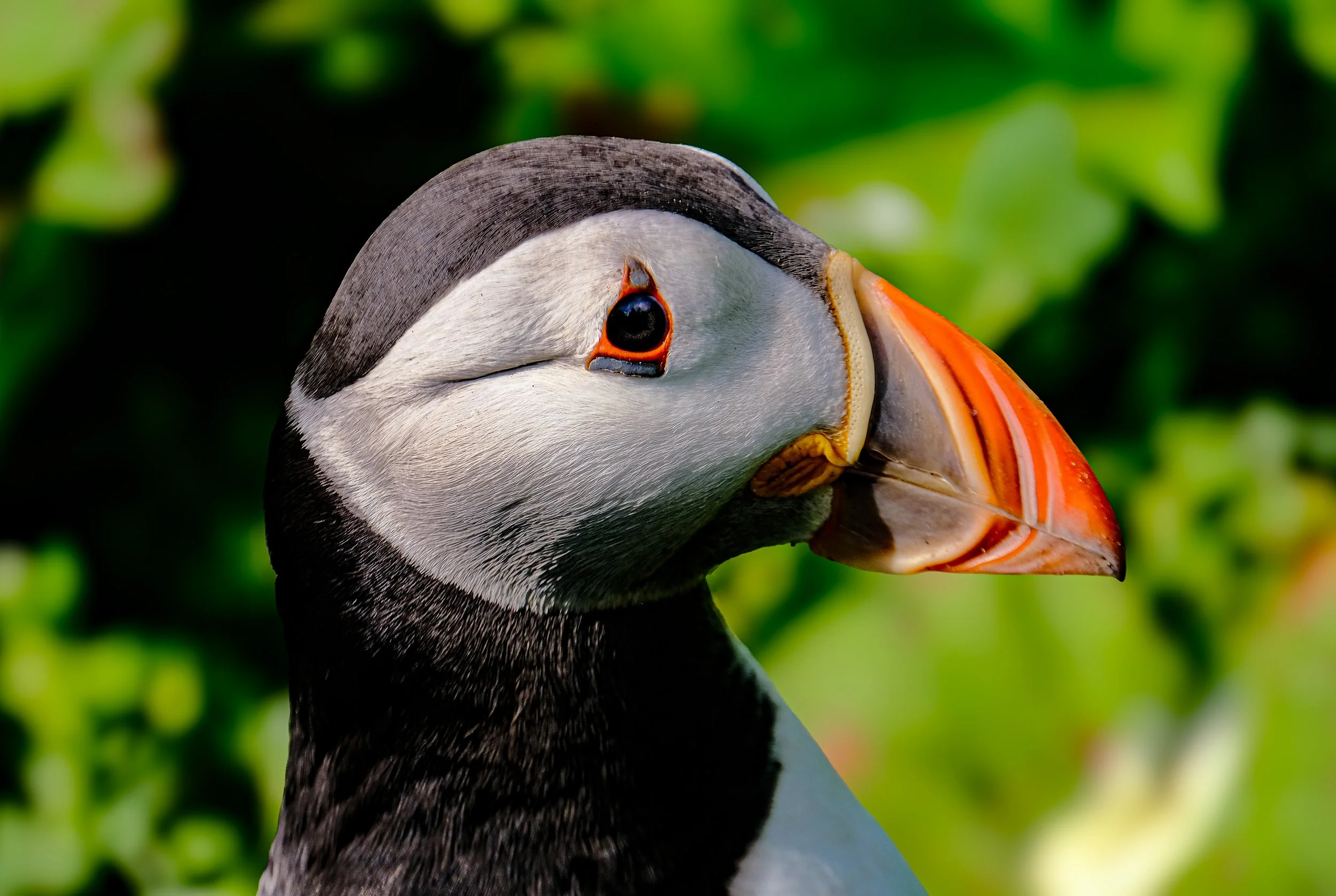 wildlife.