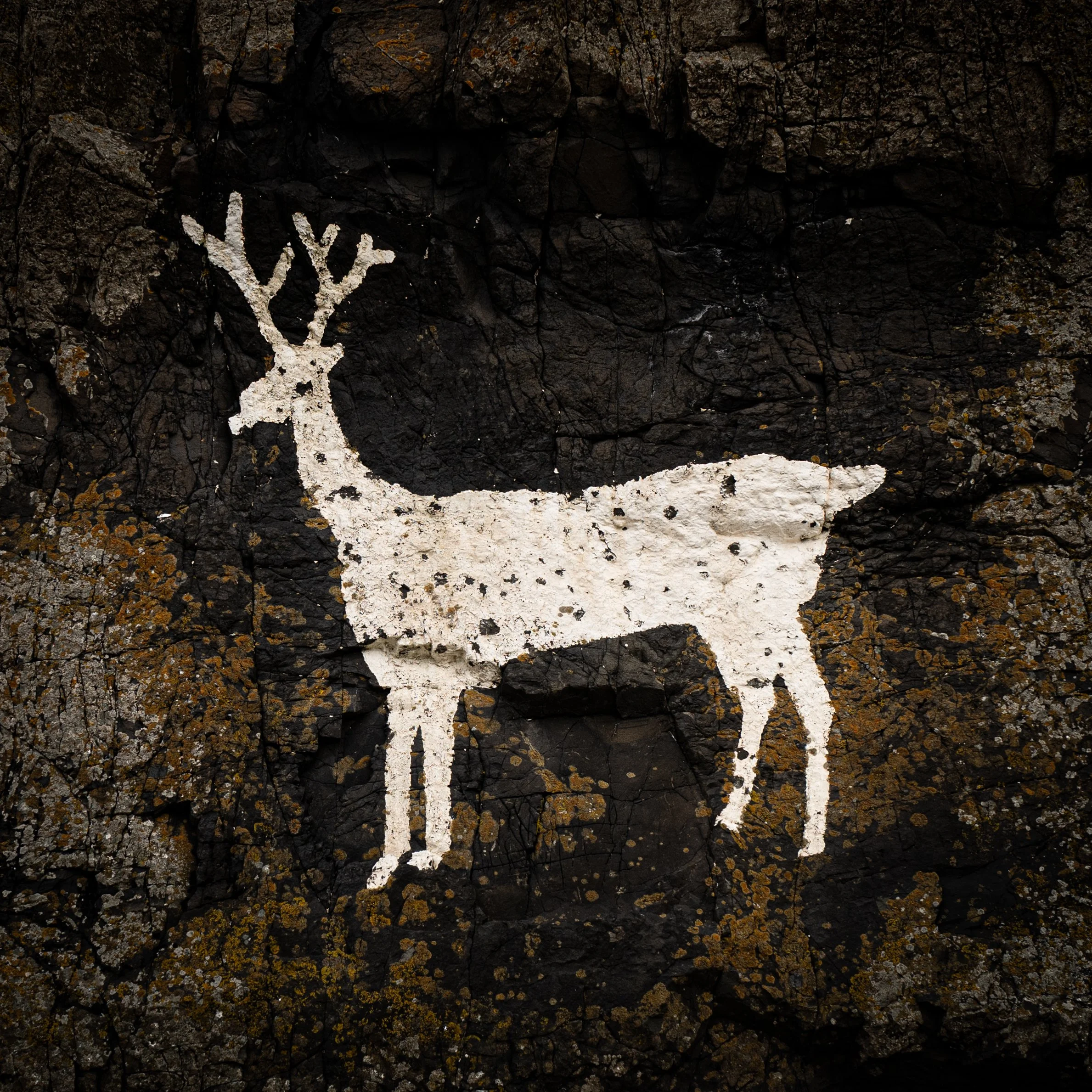 WHITE DEER.jpg
