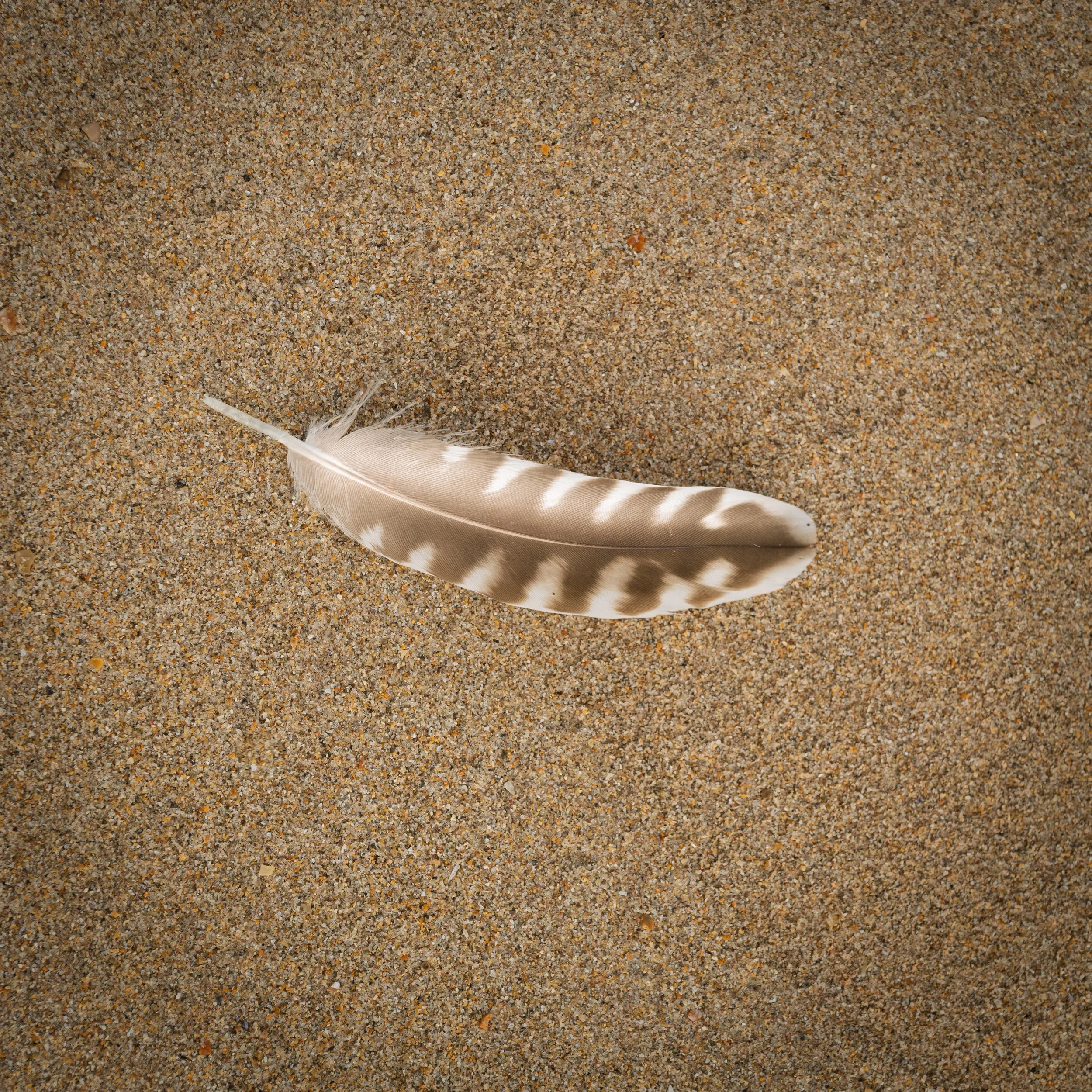 Feather.jpg