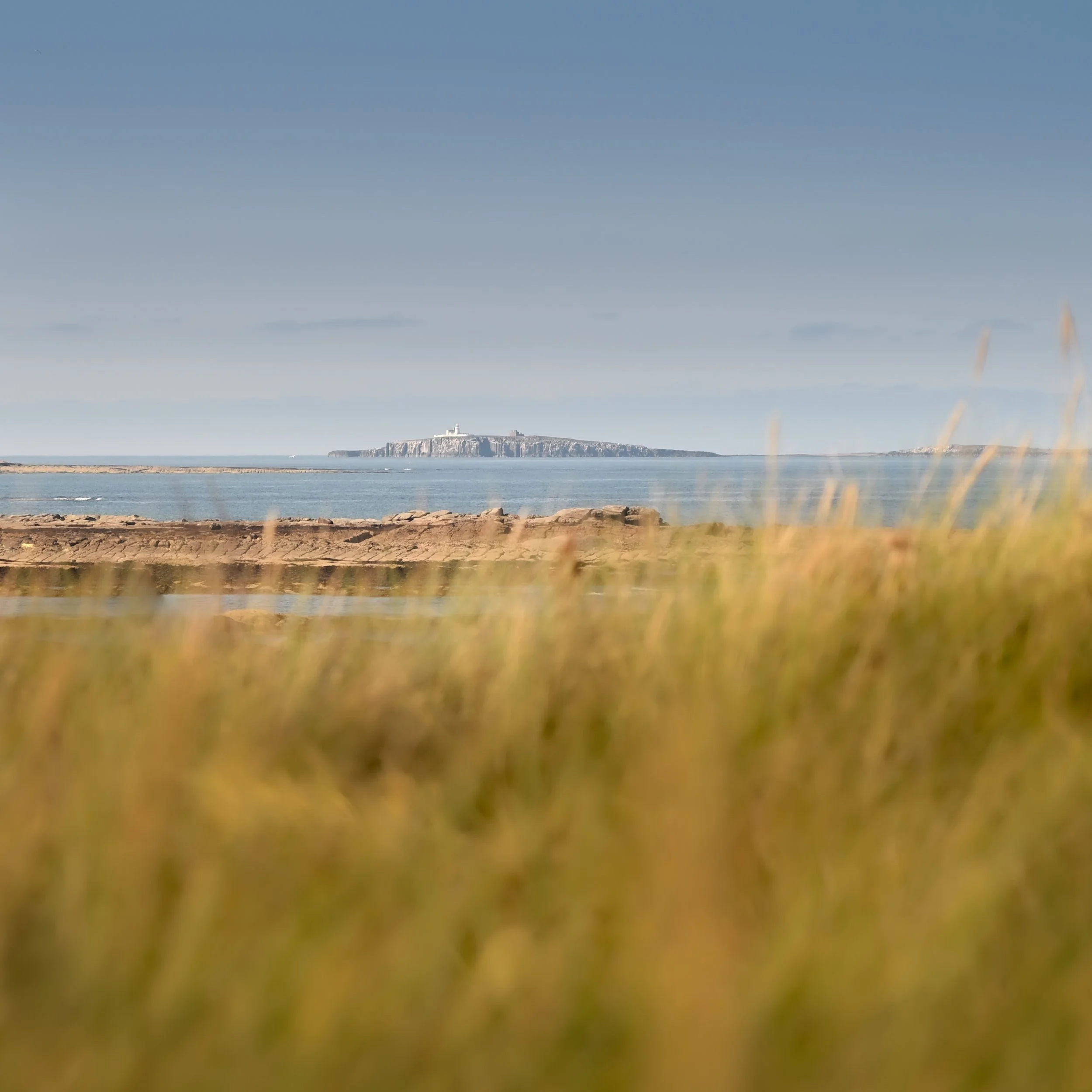 INNER FARNE.jpg