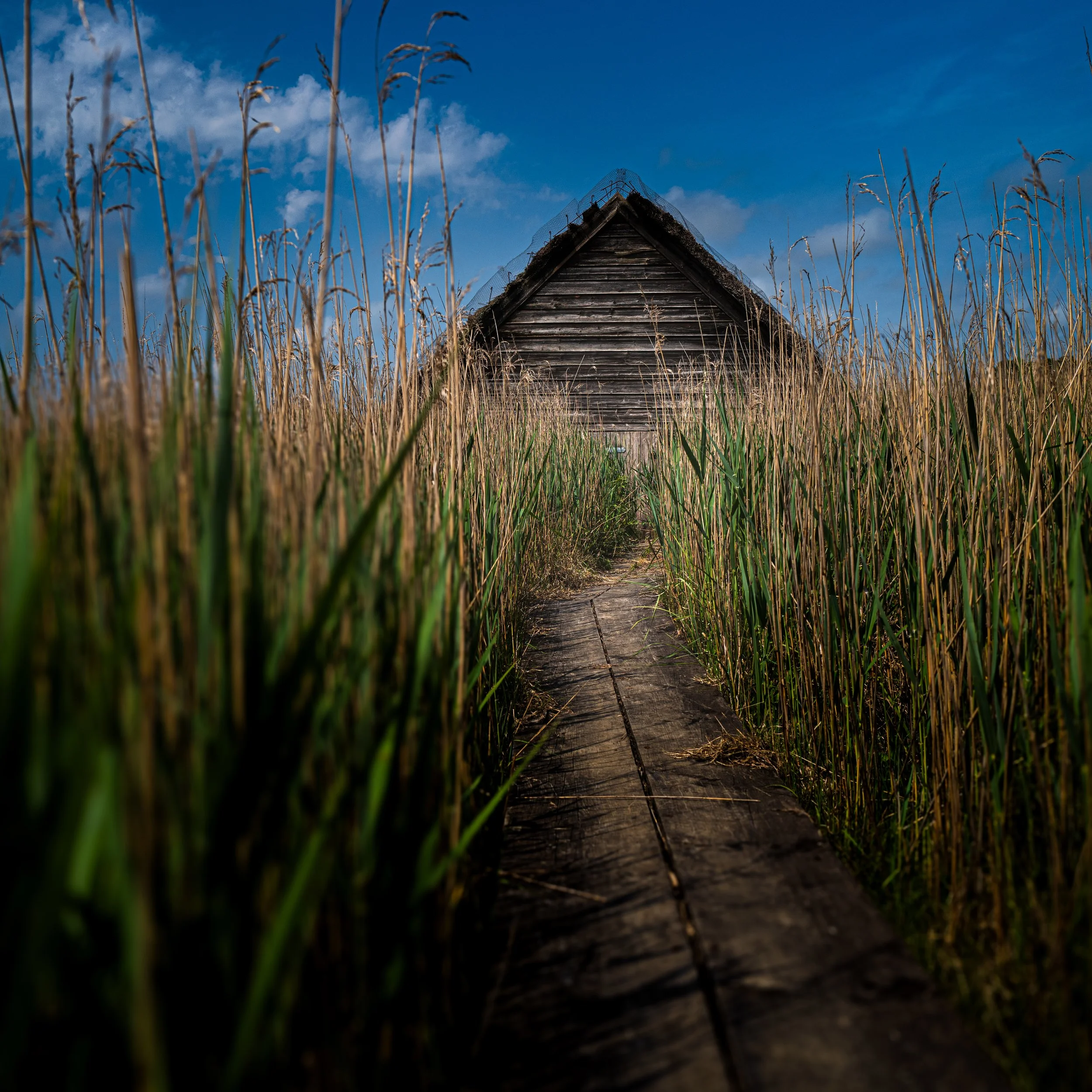 Hut in reeds.jpg